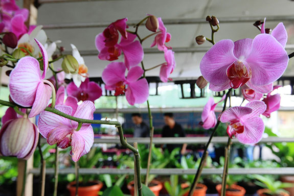 Taman Biodiversitas Berupaya Kembalikan Anggrek Alam Spesies Merat