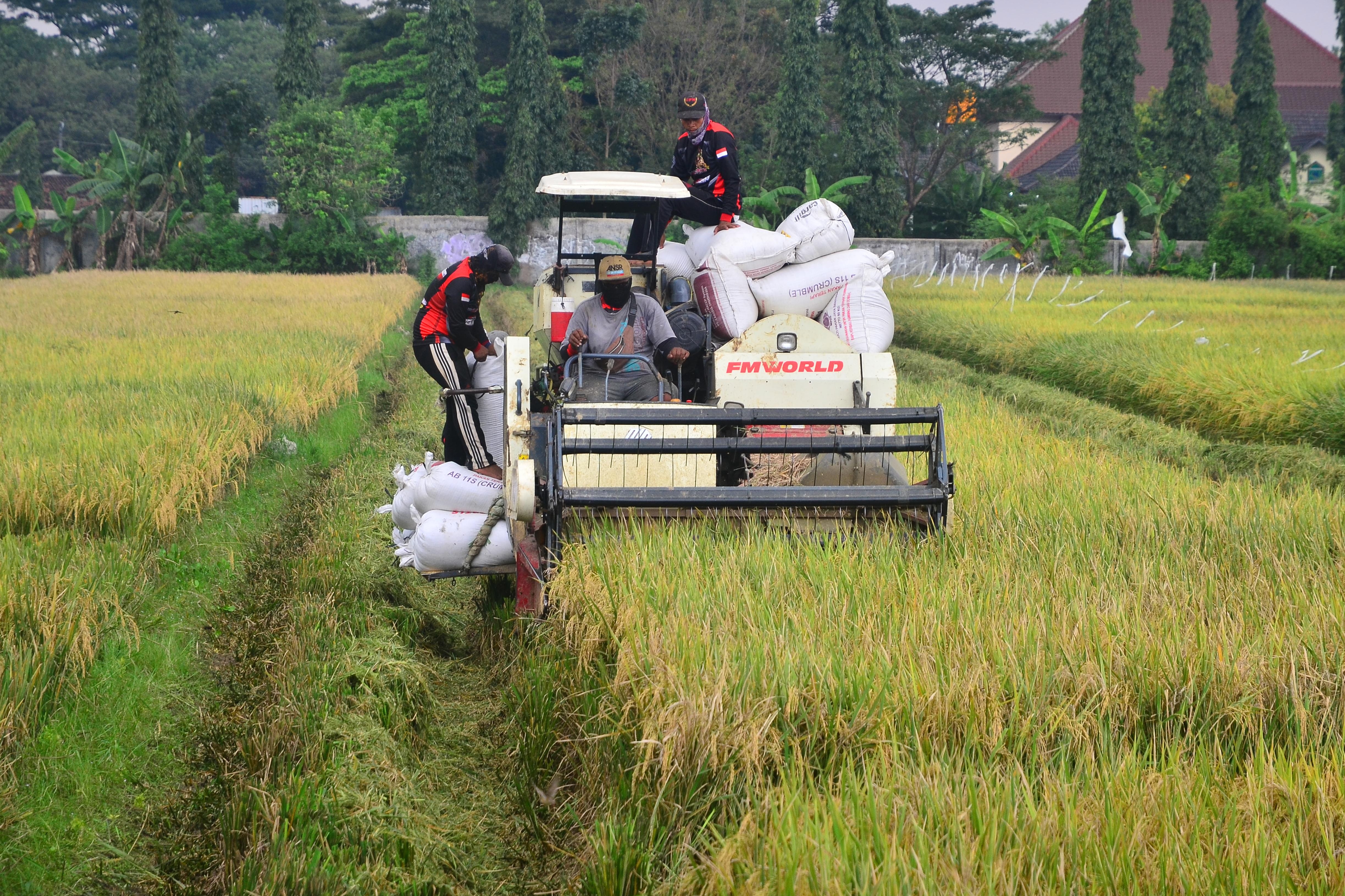 Keputusan Impor Beras Dinilai tidak Masuk Akal