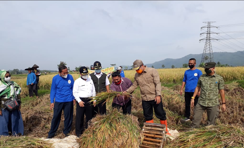 Sukabumi Penuhi Kebutuhan Pangan lewat Panen Raya