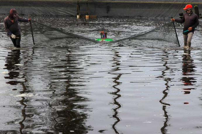 Tambak Milenial Bantu Dongkrak Perekonomian