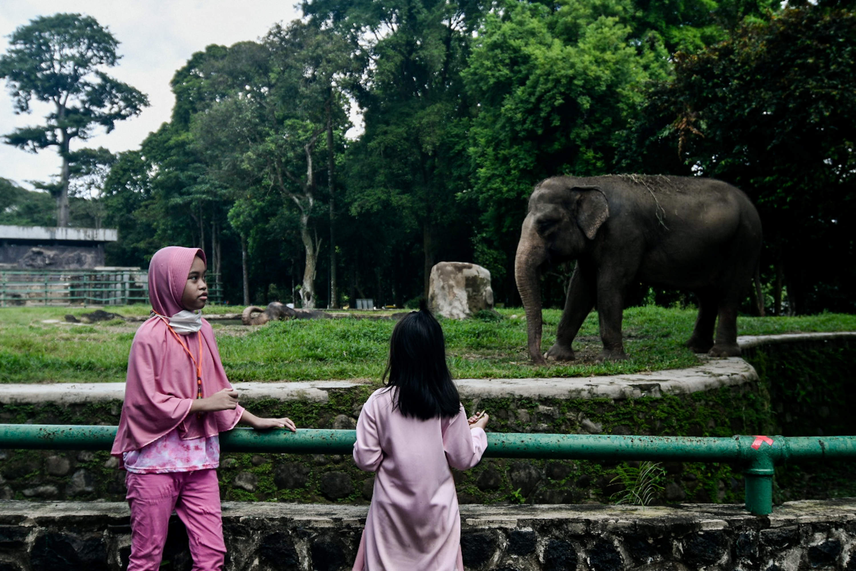 Pembukaan Kembali Ragunan karena angka COVID-19 turun 