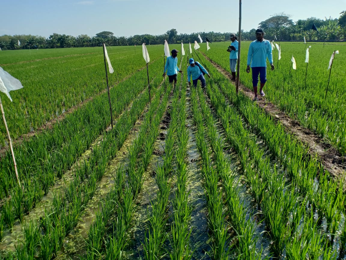Jaga Produktivitas, Petani Kalitengah Lamongan Terapkan Pengamatan