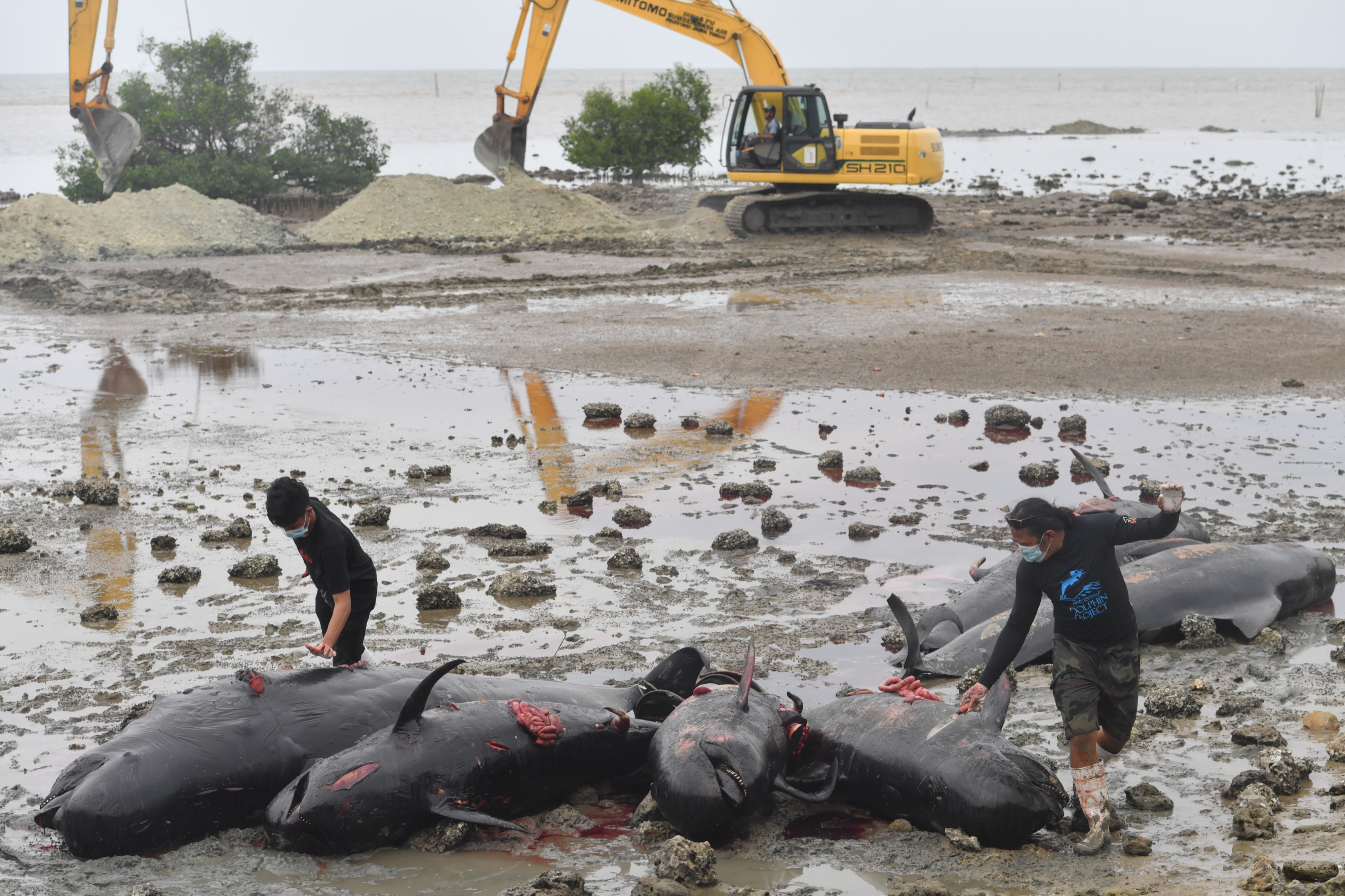 Petugas bersiap mengubur Paus Pilot Sirip Pendek (Globicephala macrorhynchus) yang mati saat terdampar di Pantai Modung, Bangkalan, Jatim.