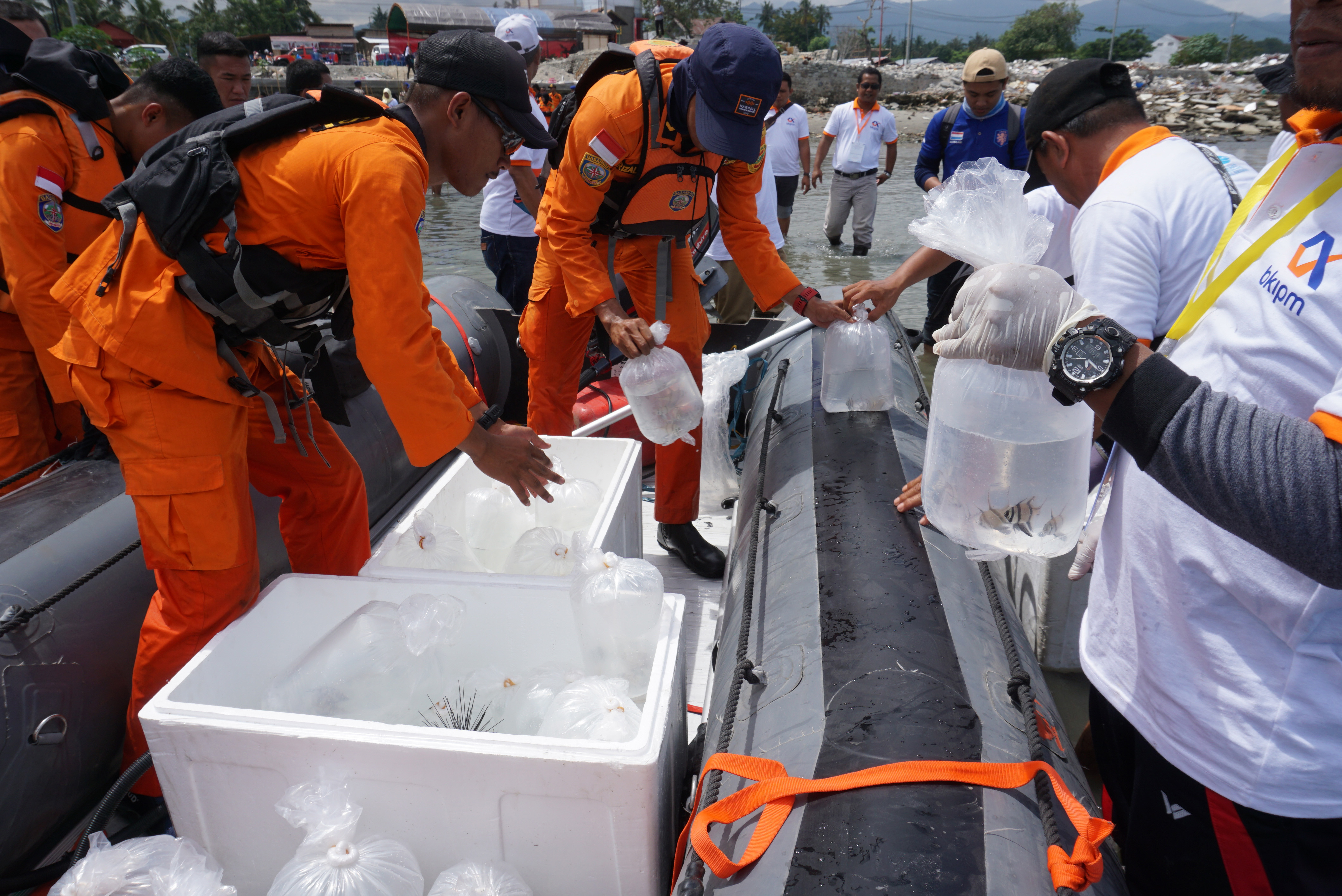 Ilustrasi, pelepasan ikan yang dilindungi