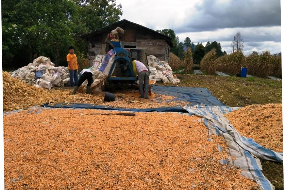 Petani jagung di Kabupaten Tapanuli Utara, Sumatera Utara, mengeringkan jagung milik mereka. 