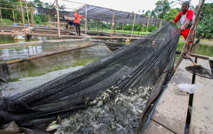 Warga menarik jaring untuk menyortir ikan dewasa di wilayah Langkahan, Aceh.