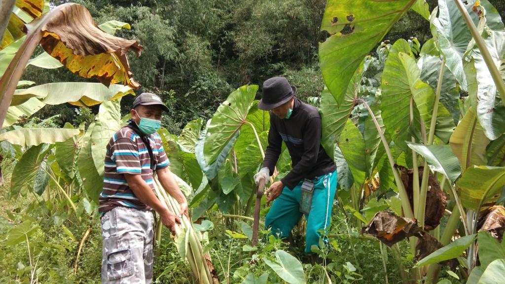 Petani sedang menanami pohon di sebuah ladang.