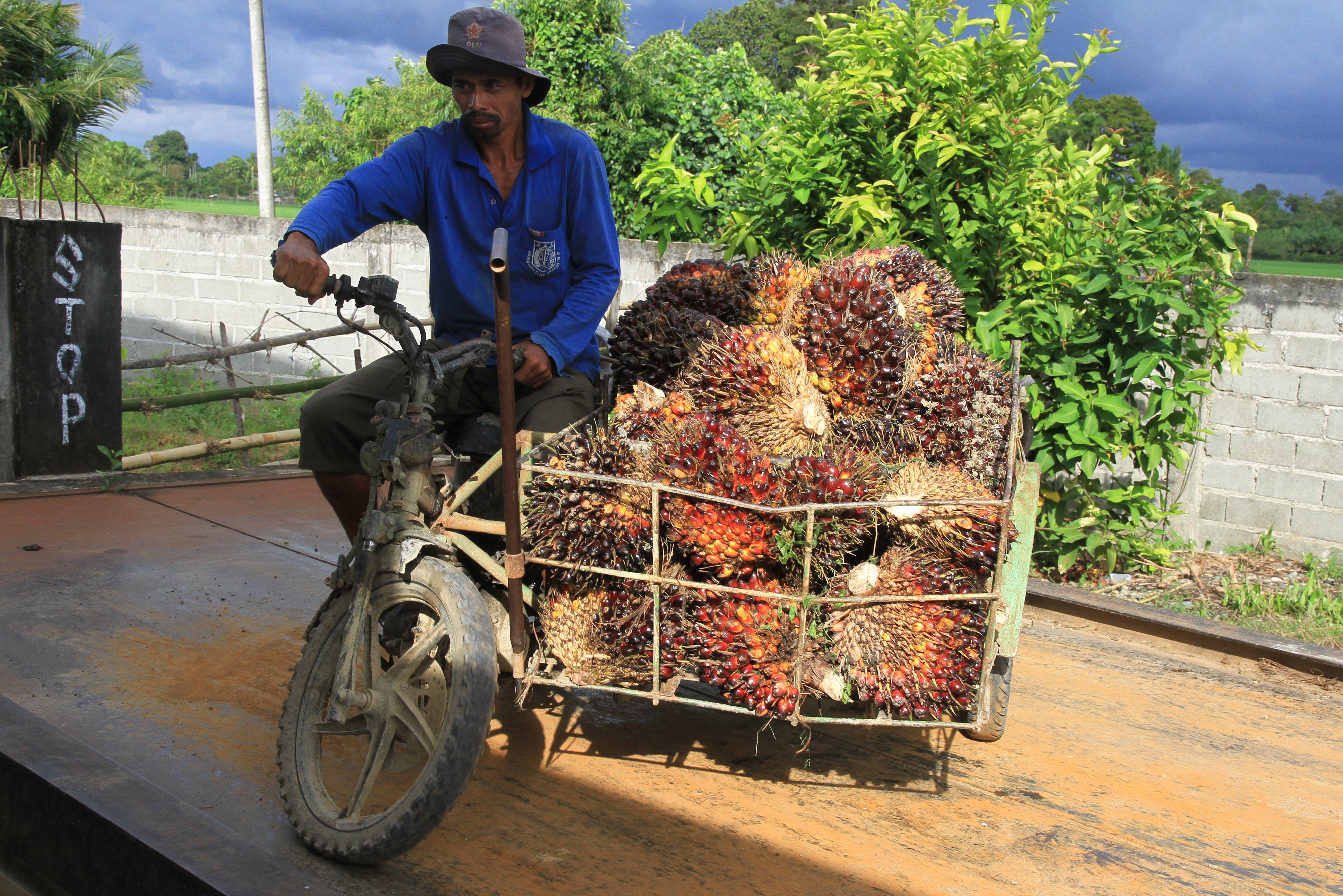 Pekerja menimbang berat tanda buah segar kelapa sawit di salah satu tempat penampungan Desa Tumpok Ladang, Aceh, beberapa waktu lalu.