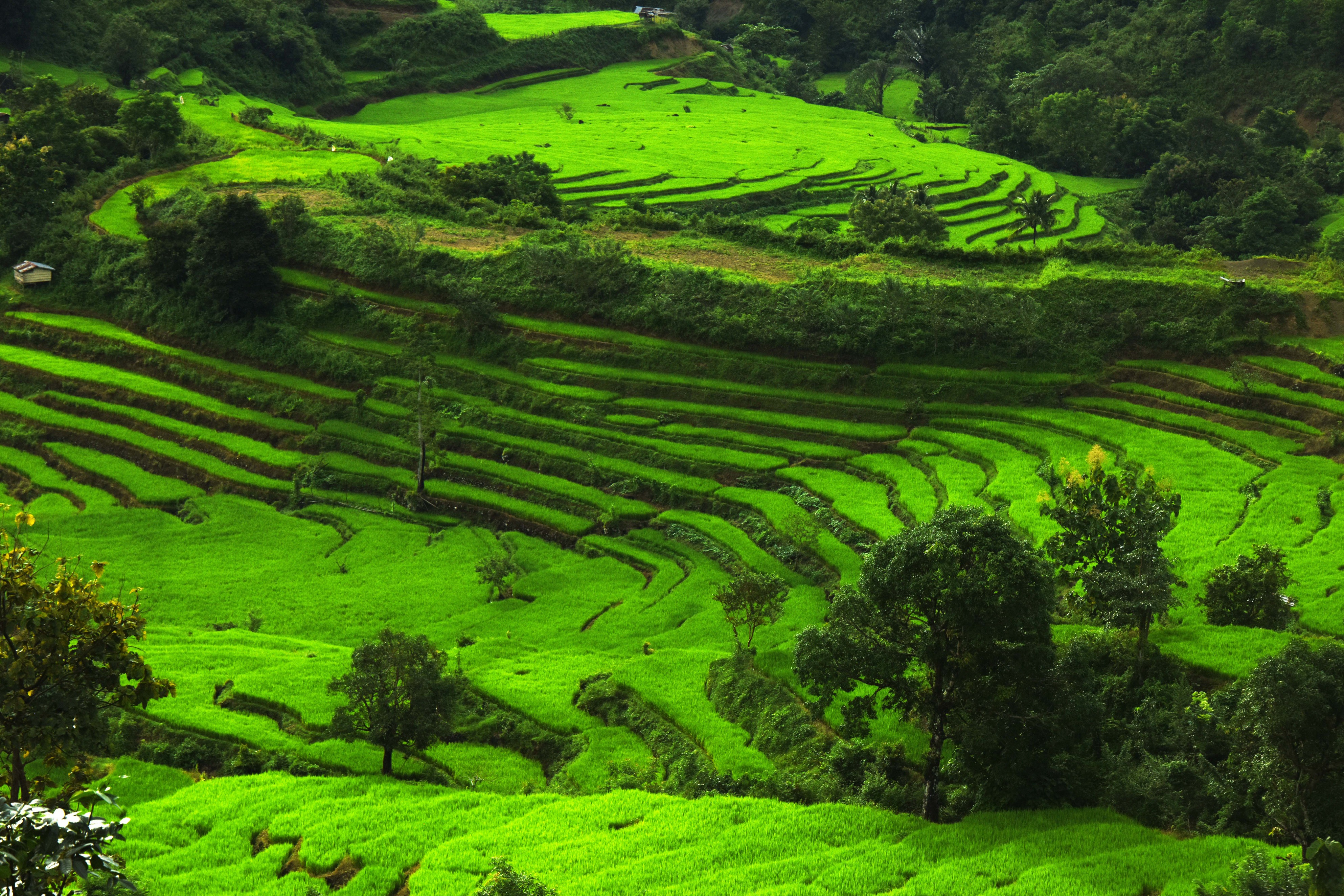 Mentan Optimalkan Serap Gabah di Sentra Produksi Sulawesi Selatan