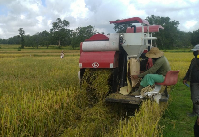 BPS merilis bahwa padi pada 2020 sebesar 54,65 juta ton gabah kering giling (GKG) dan mengalami kenaikan. 