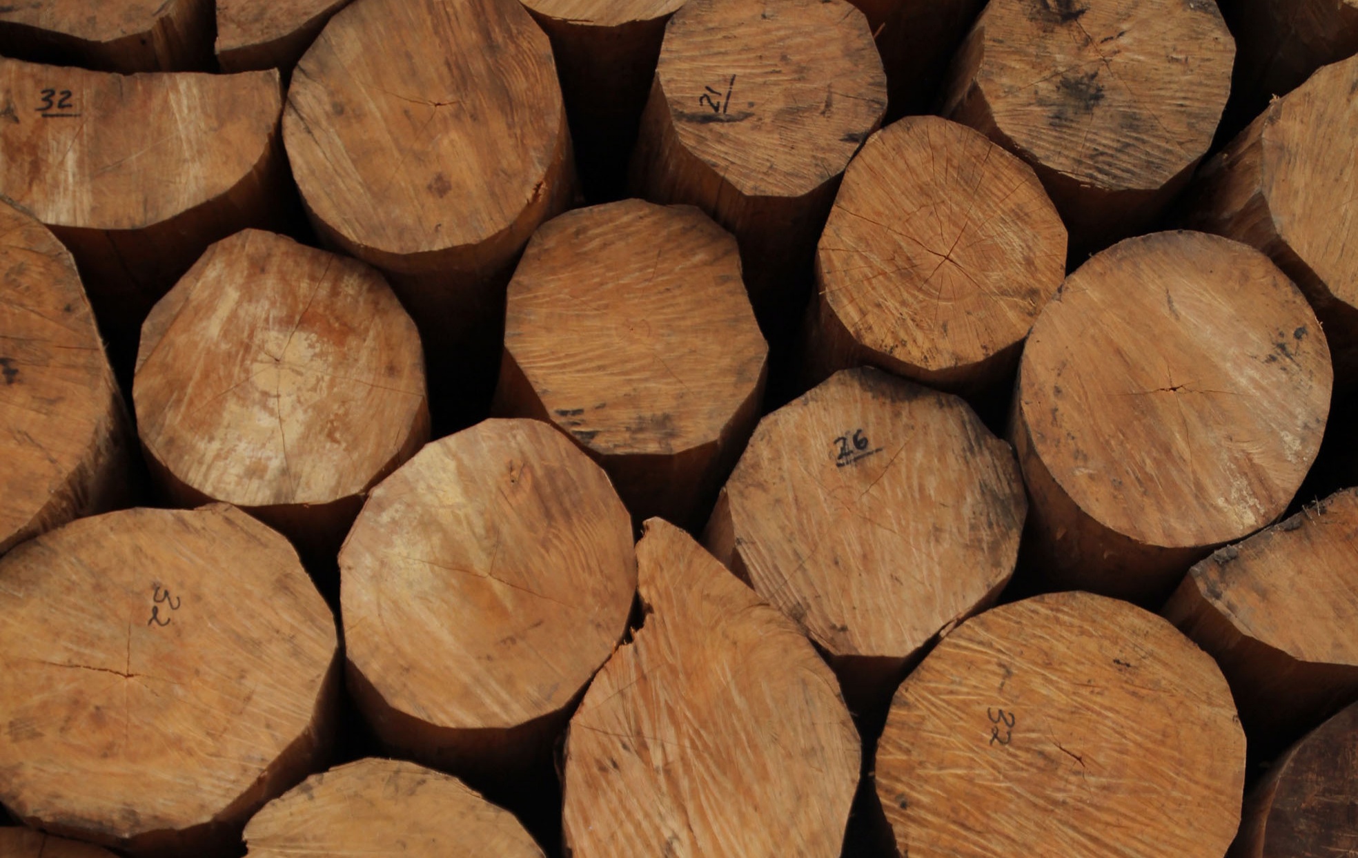 Ilustrasi  illegal Logging