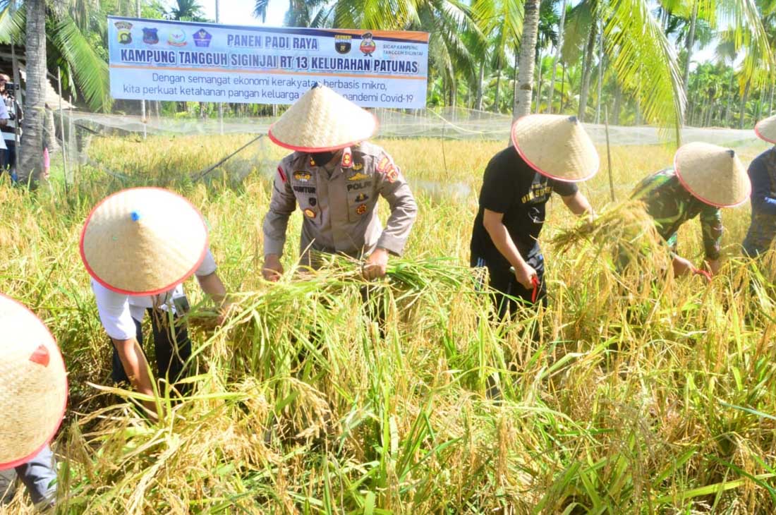 Warga RT 13, Kelurahan Petunas, Kecamatan Tungkal Ilir, Tanjungjabung Barat, Jambi memanen padi di lahan tidur seluas 5 ha, Rabu (17/3) 