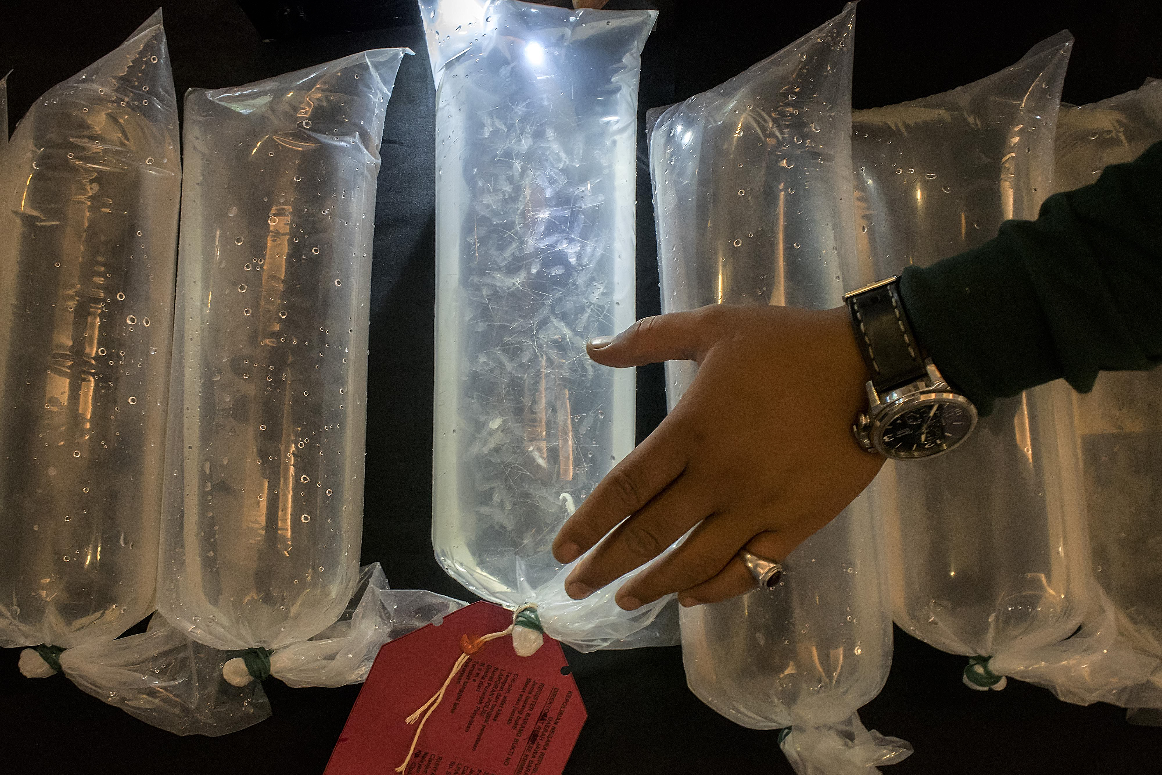 Ilustrasi penyelundupan benur