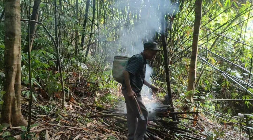 Proses memanen madu oleh masyarakat suku Dayak di Kalimantan Selatan. 