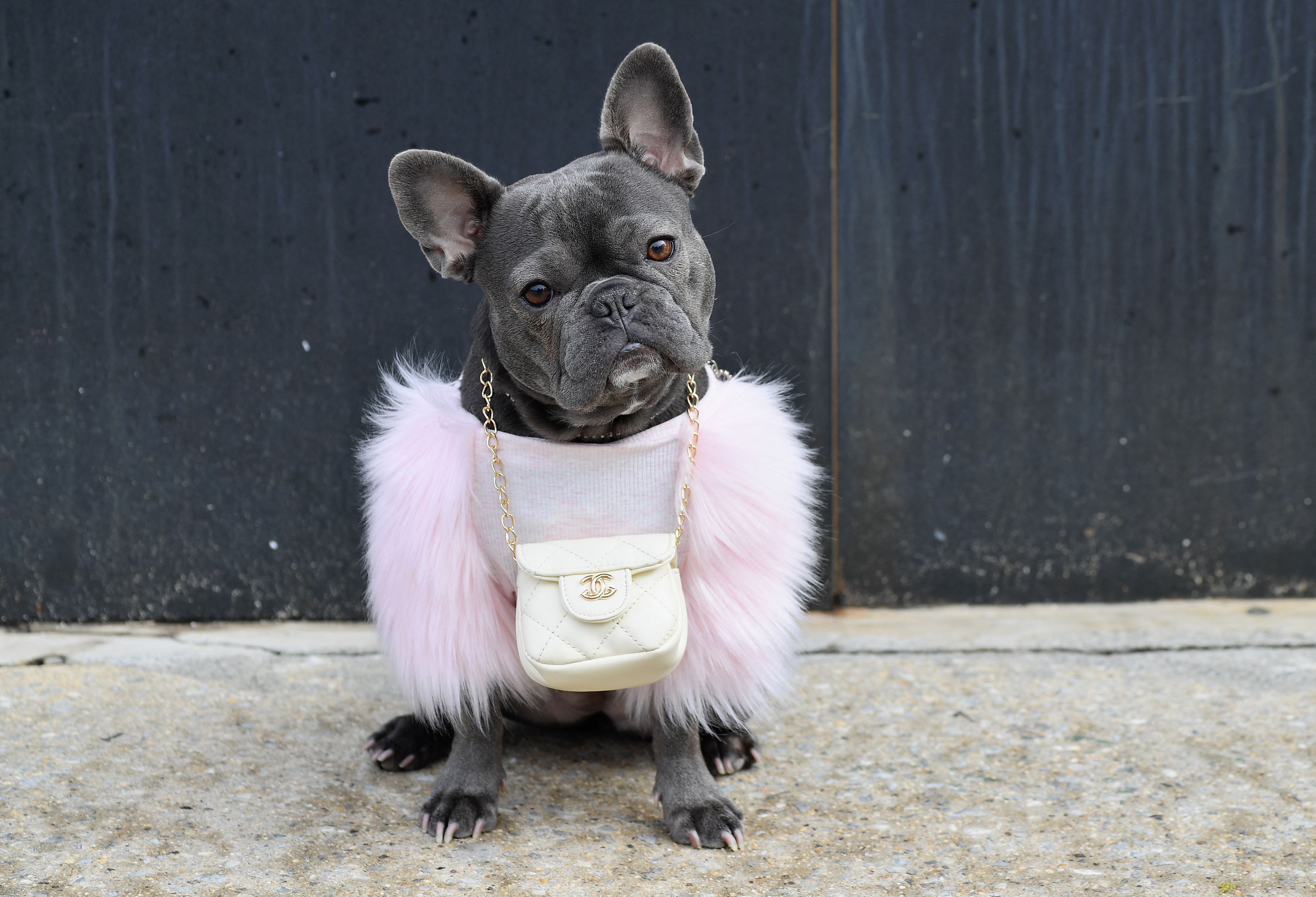 Anjing Bulldog Prancis atau Frenchies di ajang Mew York Fashion Weeks, Februari 2021