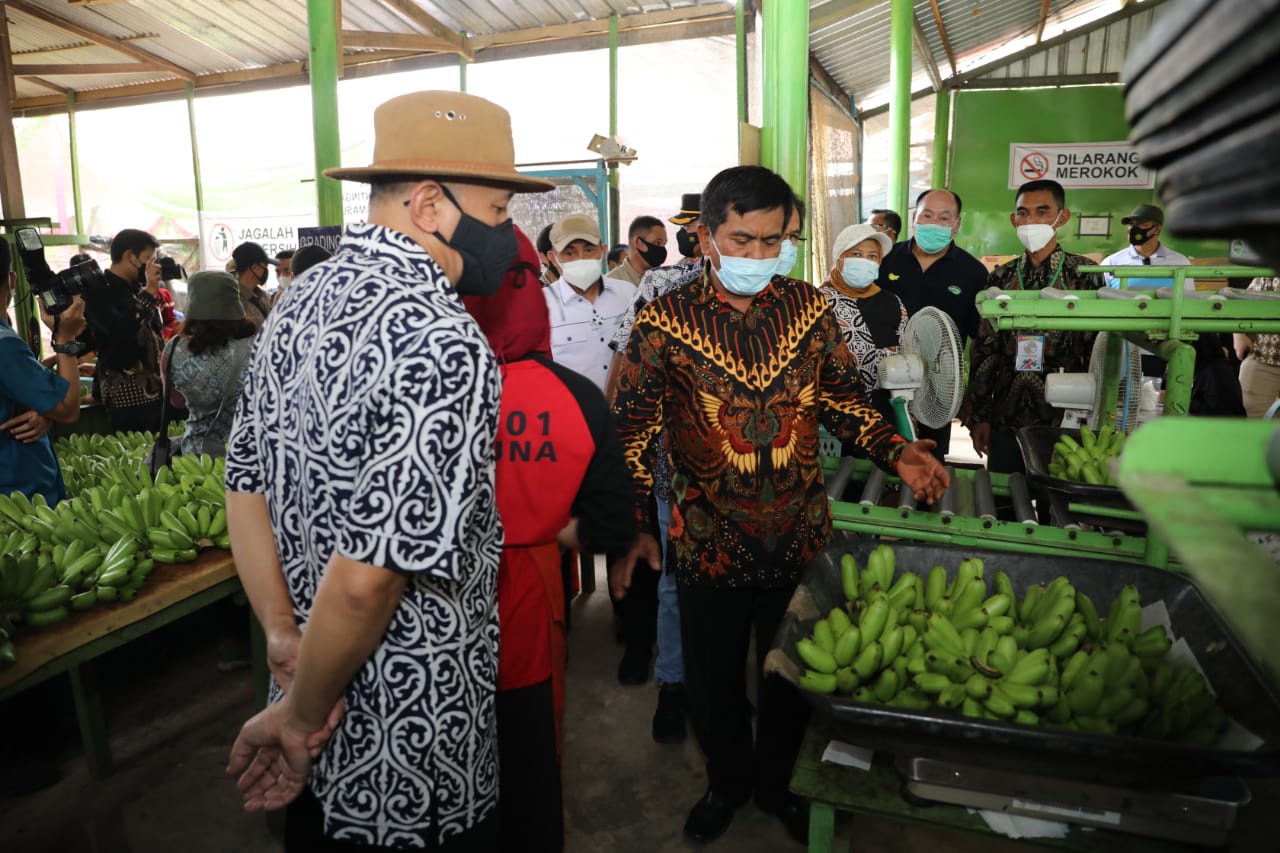 Menkop UKM Teten Masduki saat mengunjungi Koperasi Tani Hijau Makmur (Koperasi Pisang Mas) di Kabupaten Tanggamus, Lampung, Minggu (28/2).