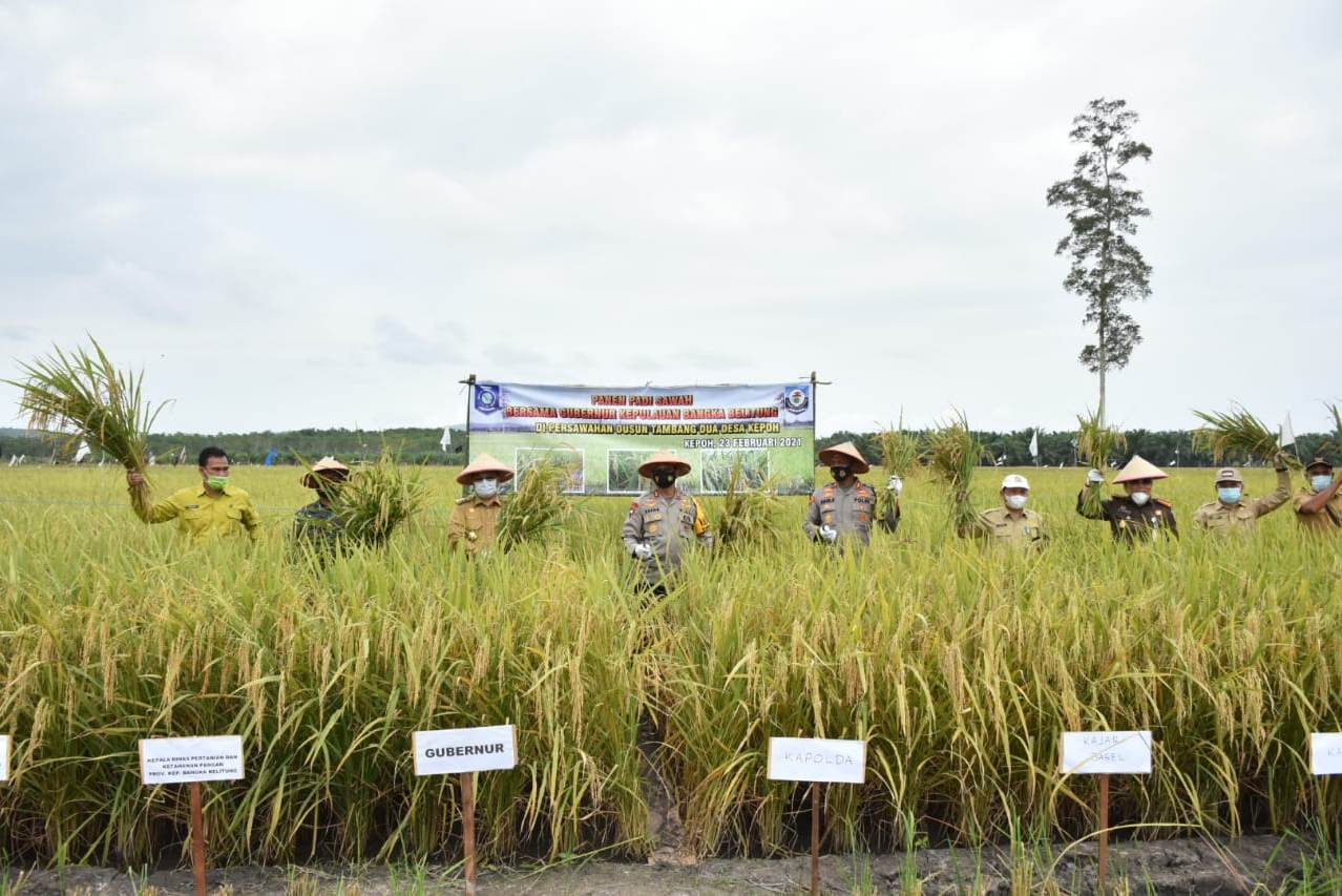Panen raya di Desa Kepoh Bangka Selatan.