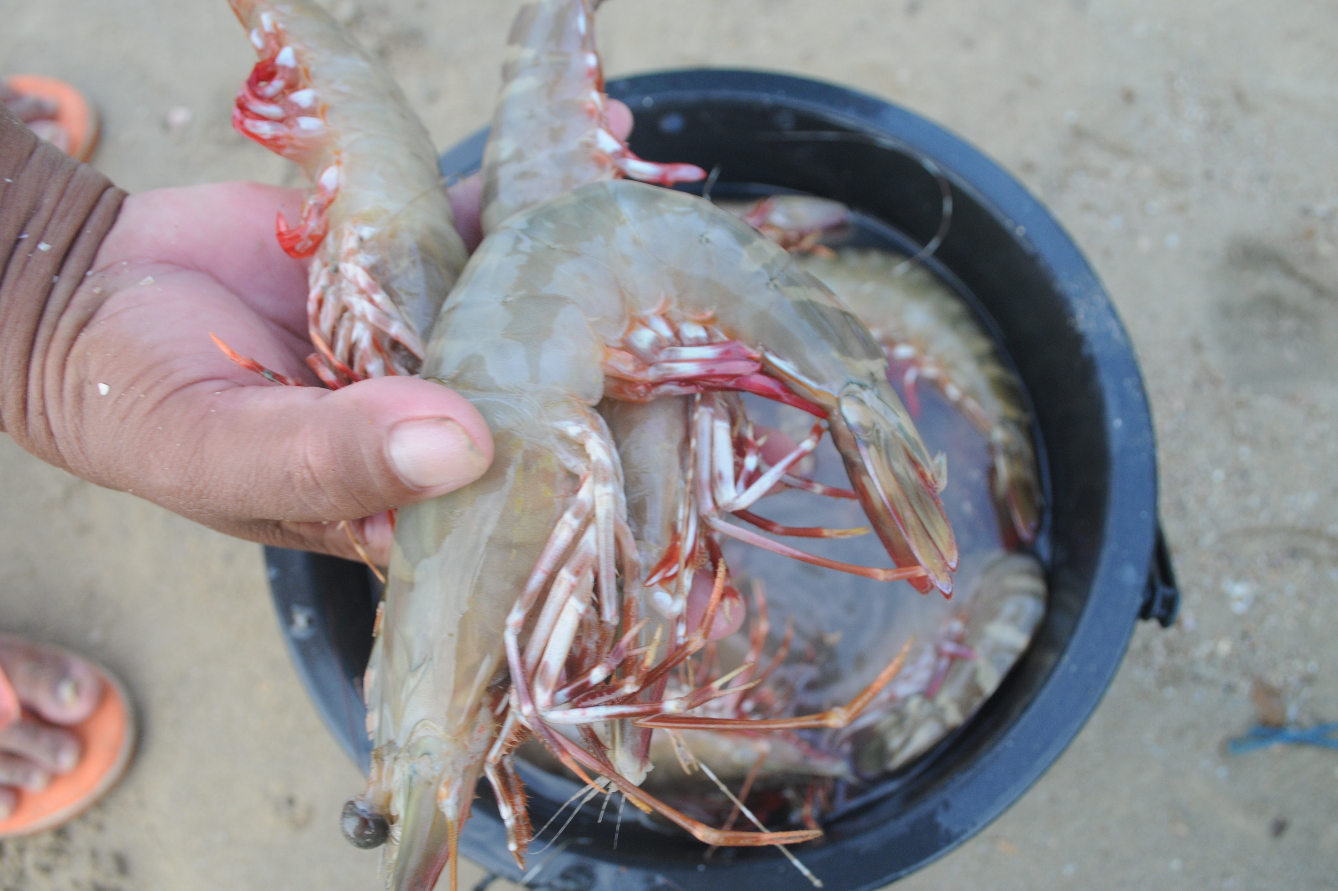 Nelayan menyortir udang hasil tangkapannya di Pantai Desa Tanjung, Pamekasan, Jawa Timur, beberapa waktu lalu.