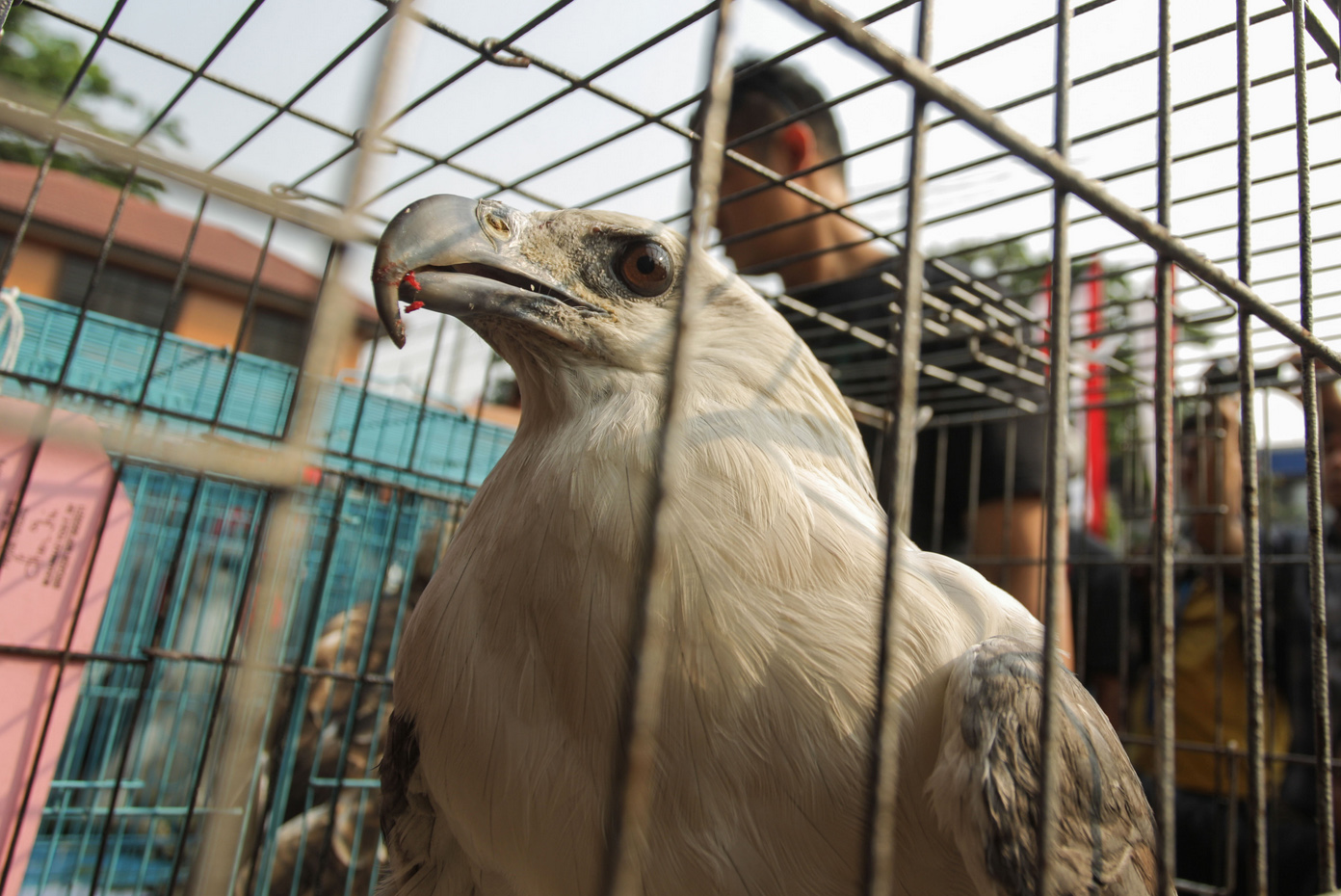 Ilustrasi satwa burung dilindungi yang berhasil diamankan petugas.