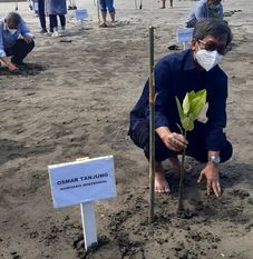 Kegiatan penanaman mangrove yang digelar PTPN IV di Mandailing Natal.