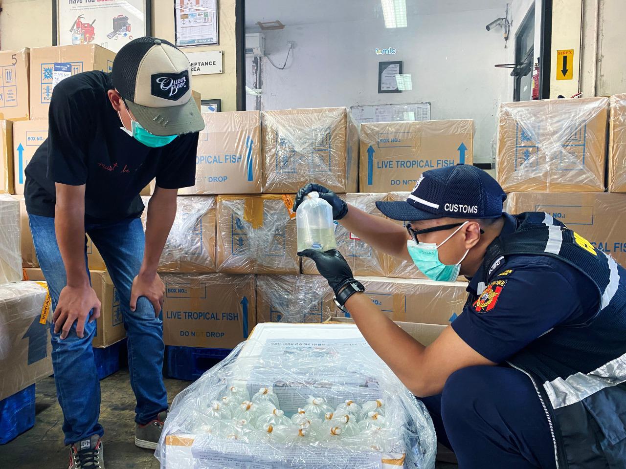 Pegawai Bea Cukai Ngurah Rai memberikan pelayanan atas ekspor produk kelautan yang mampu bertahan di tengah pandemi, Selasa (30/3/2021).