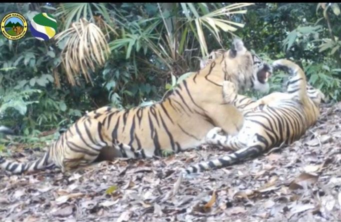  Rekaman kamera jebak Balai TNBTKementerian Lingkungan Hidup dan Kehutanan yang memperlihatkan tiga individu harimau Sumatra.