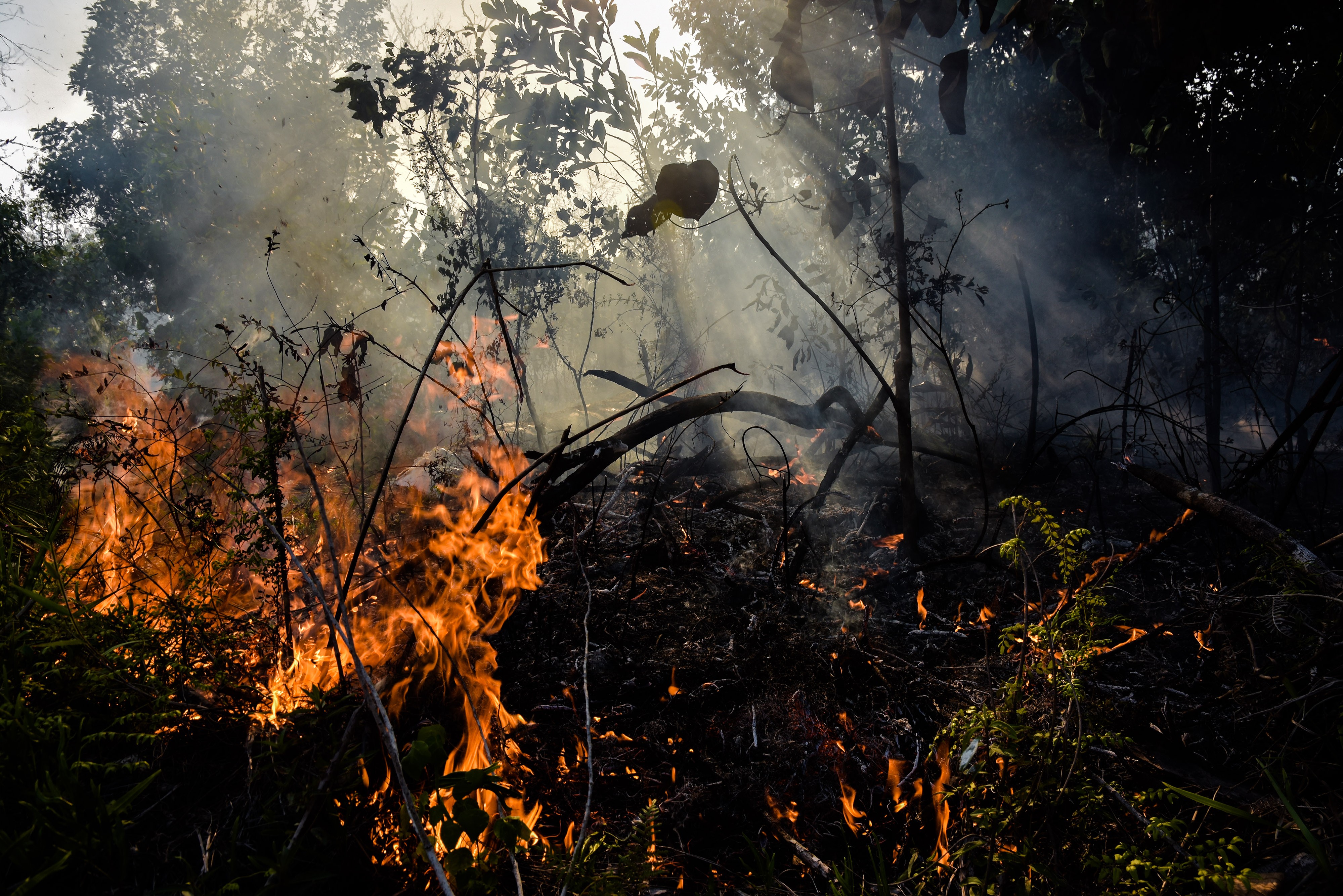 Api menyala dari kebakaran hutan di Kota Pekanbaru, Riau, Rabu (3/3).