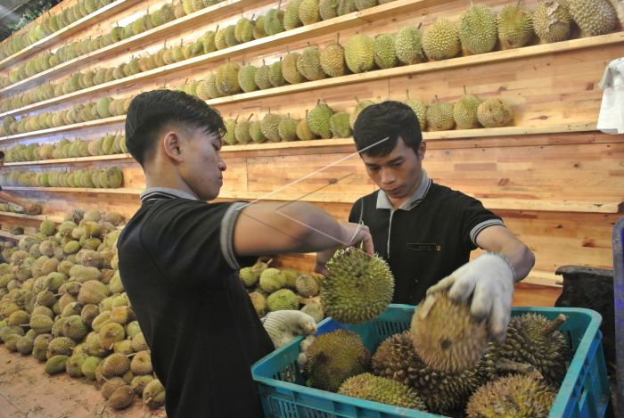 Ilustrasi kuliner Medan