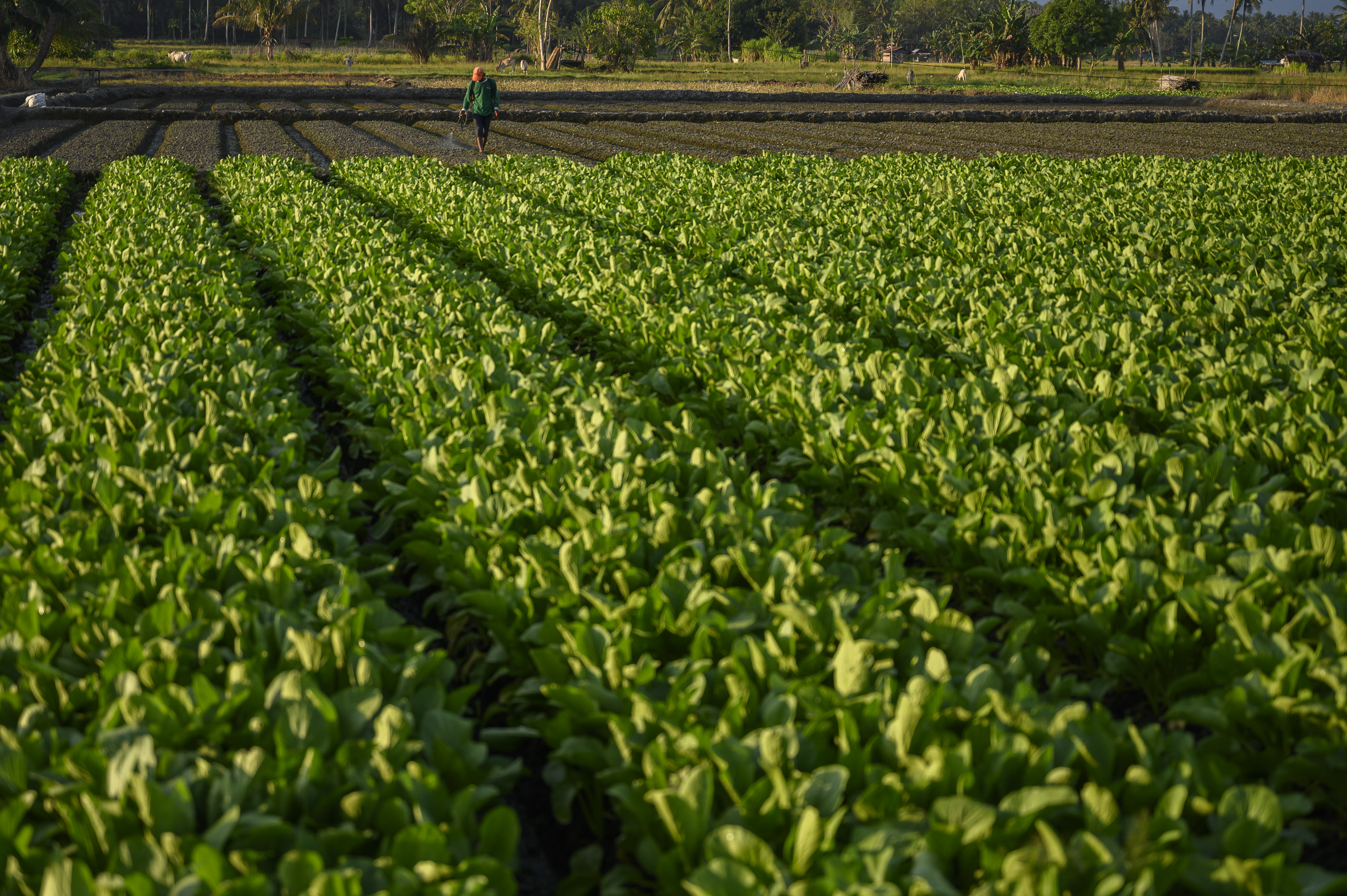 Petani menyemprotkan pupuk cair bagi tanamannya. 