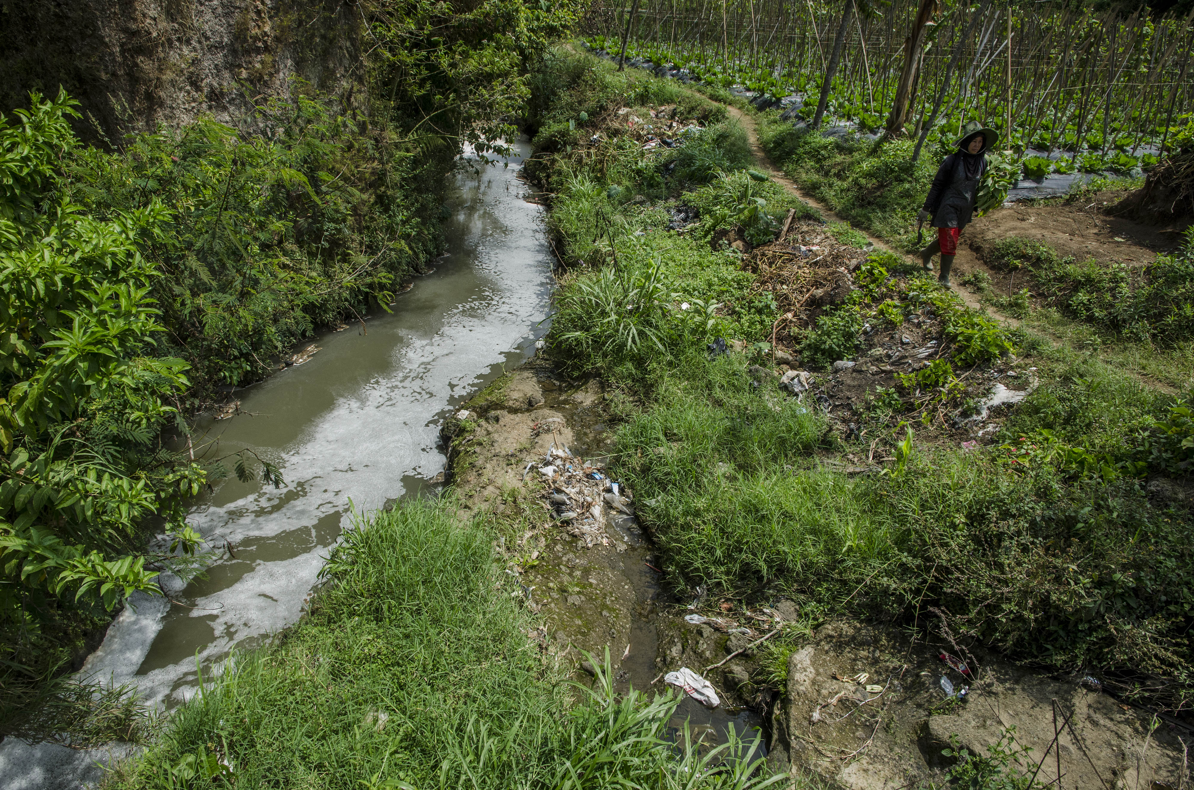  Petani berjalan di dekat aliran sungai yang tercemar limbah.