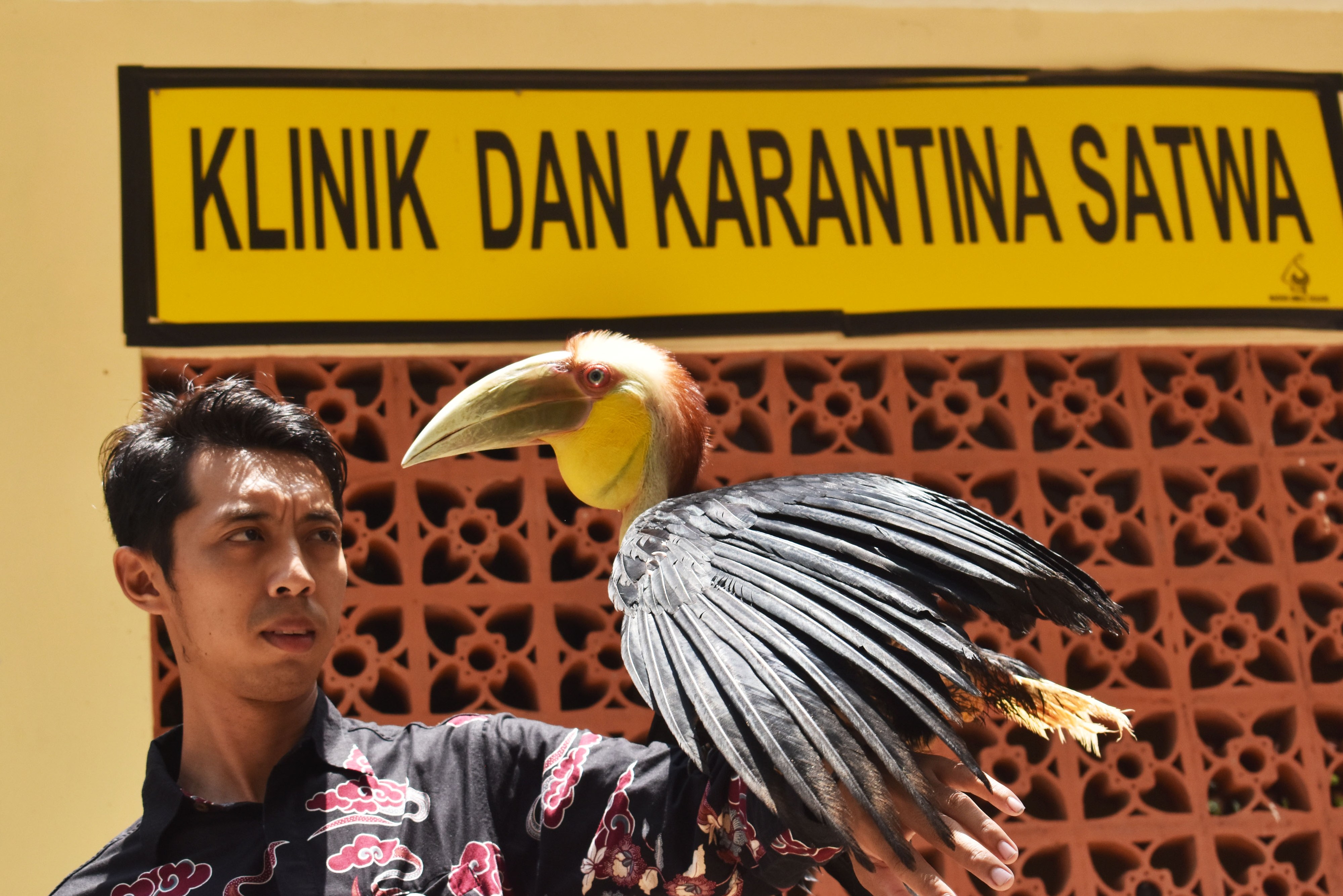Burung julang emas (Rhyticeros undulatus) termasuk satwa yang dilindungi.