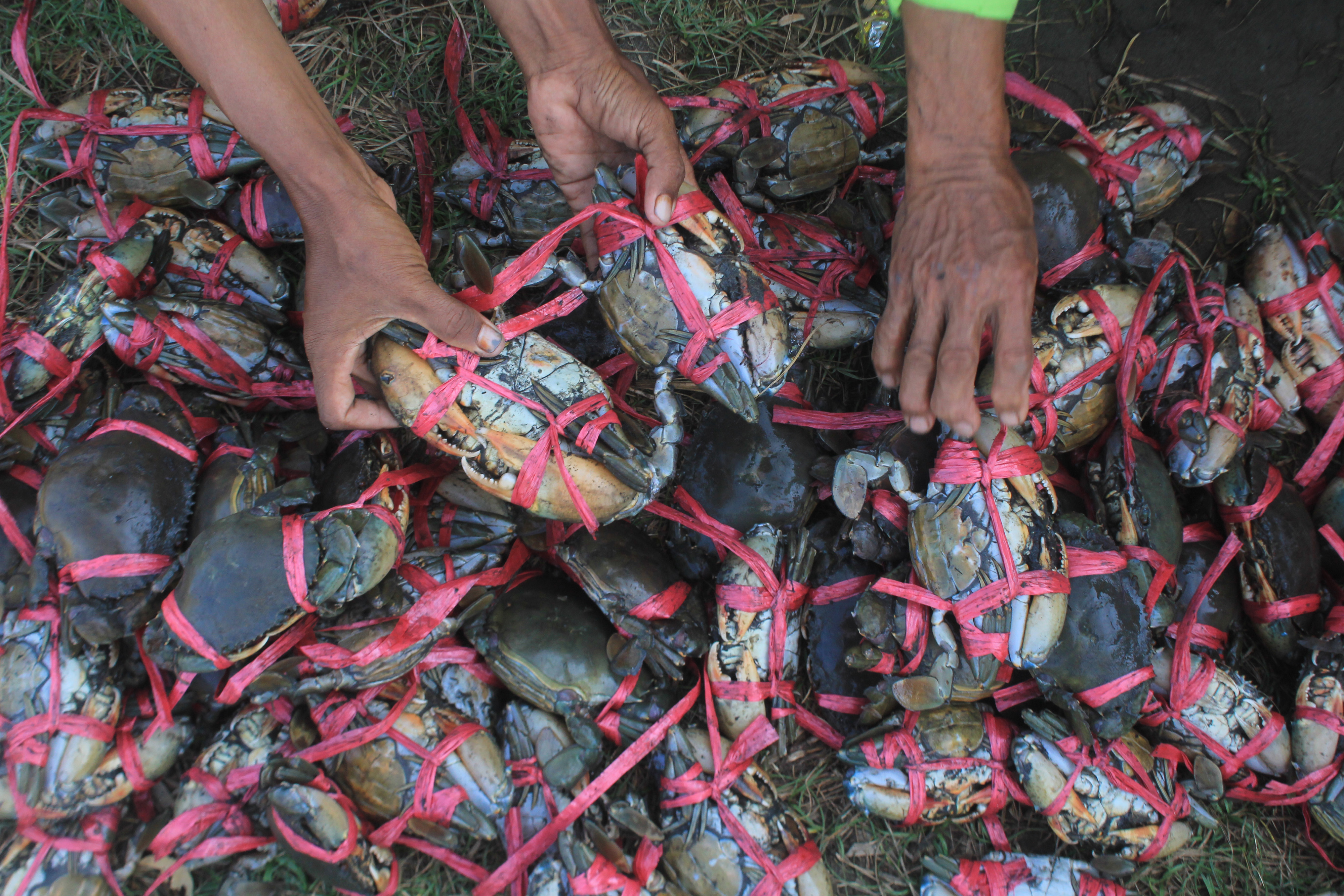 Ilustrasi warga memanen kepiting bakau yang dibudidayakan.