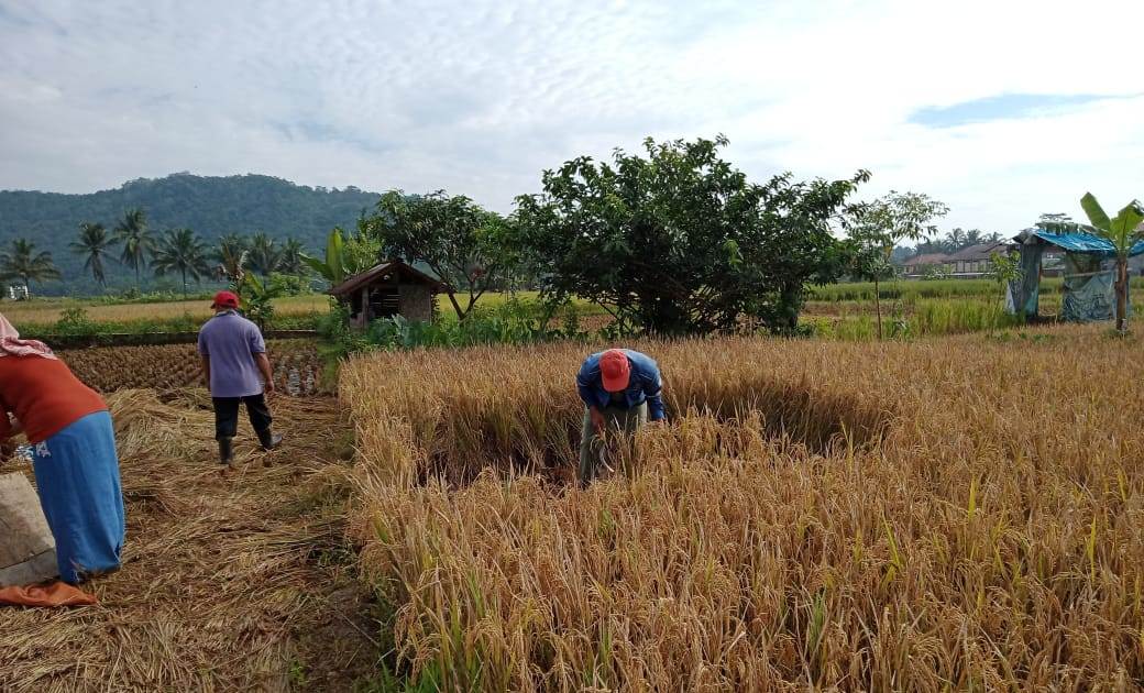 Bantu Stok Pangan, Petani Kuningan Sukacita Sambut Panen Raya