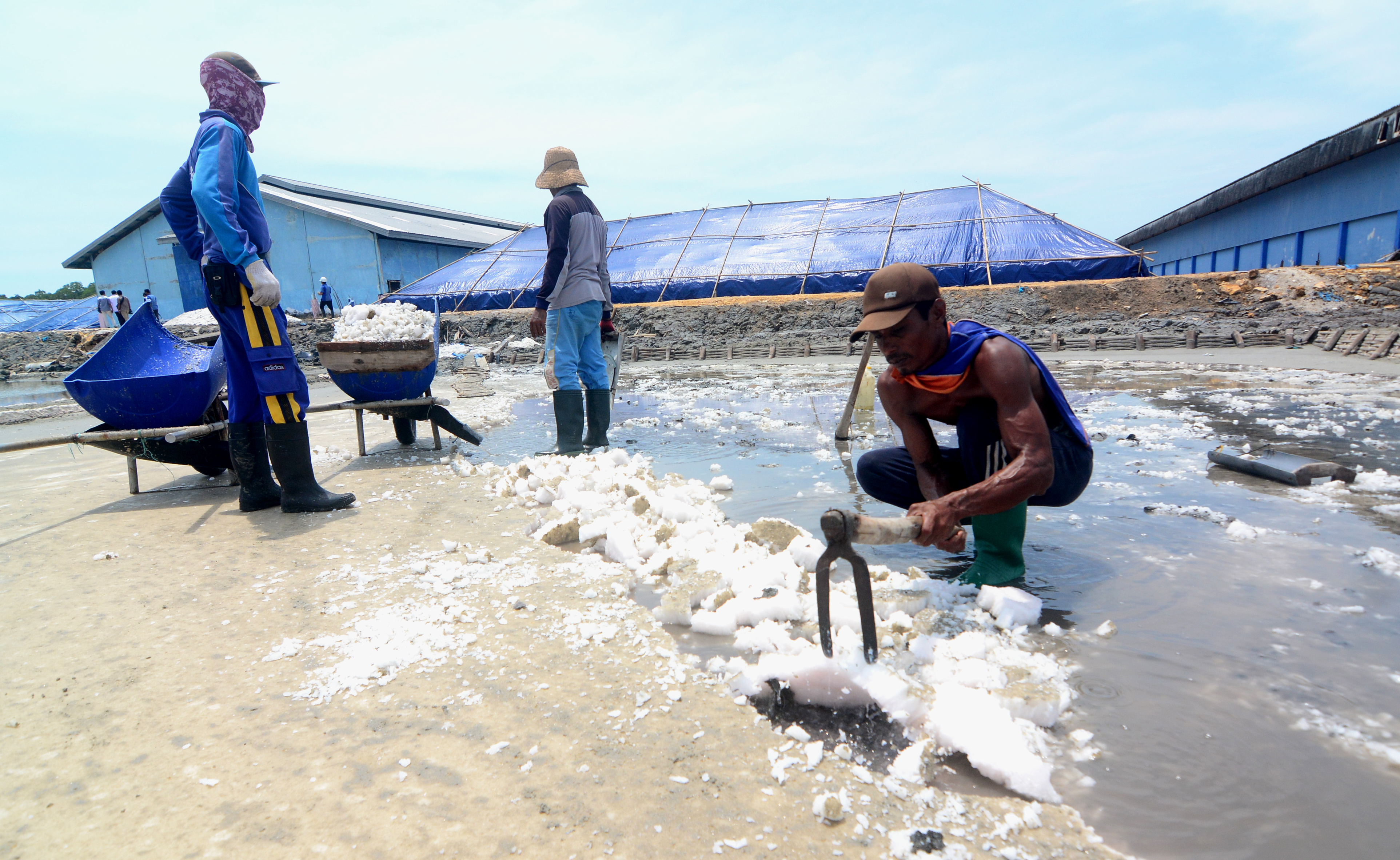 Buruh garam di Pakemasan, Jawa Timur, melakukan panen garam