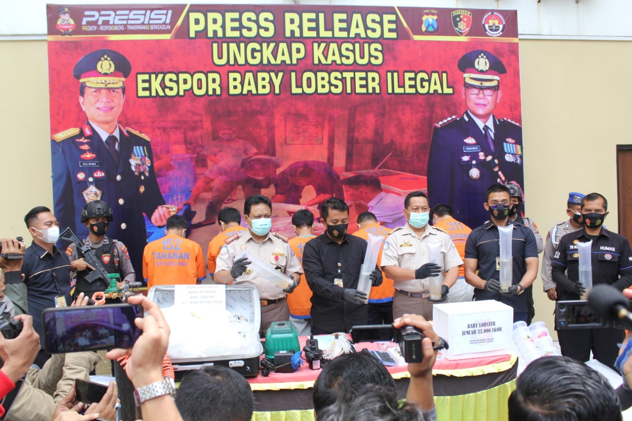 Tim Tindak Pidana Ekonomi Satreskrim Polresta Sidoarjo gagalkan upaya penyelundupan 33 ribu ekor baby lobster senilai Rp5 M.