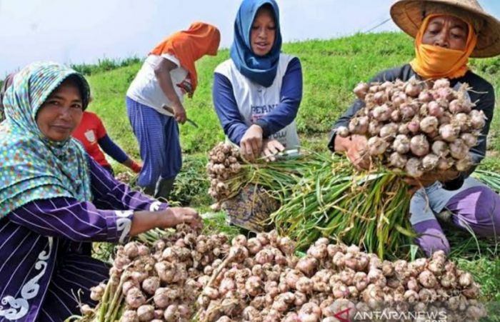 Petani Bawang Putih Lokal Minta Pasar Bantu Serap Hasil Panen