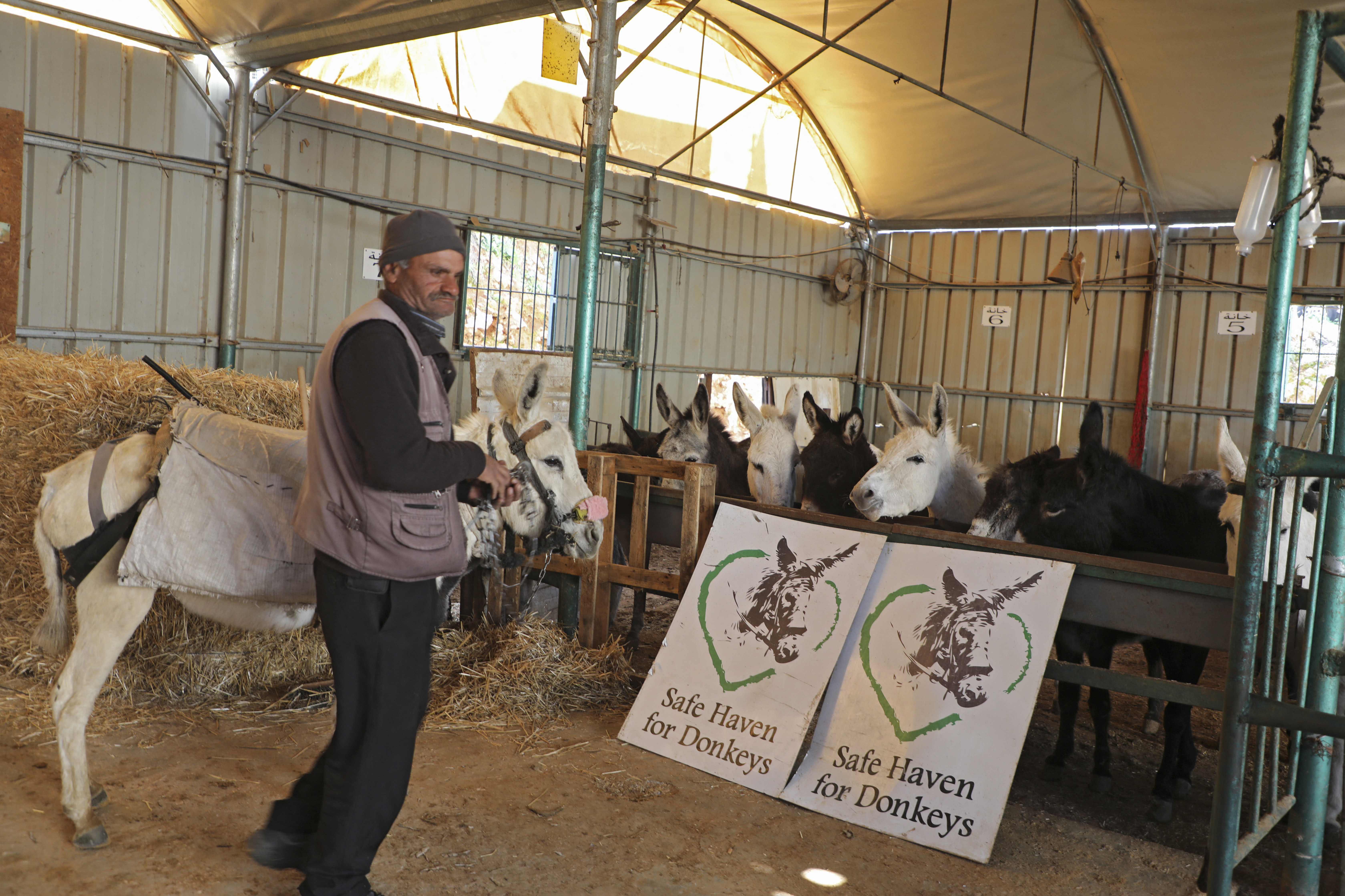 Penampungan Tepi Barat Sambut Keledai yang tidak Laku