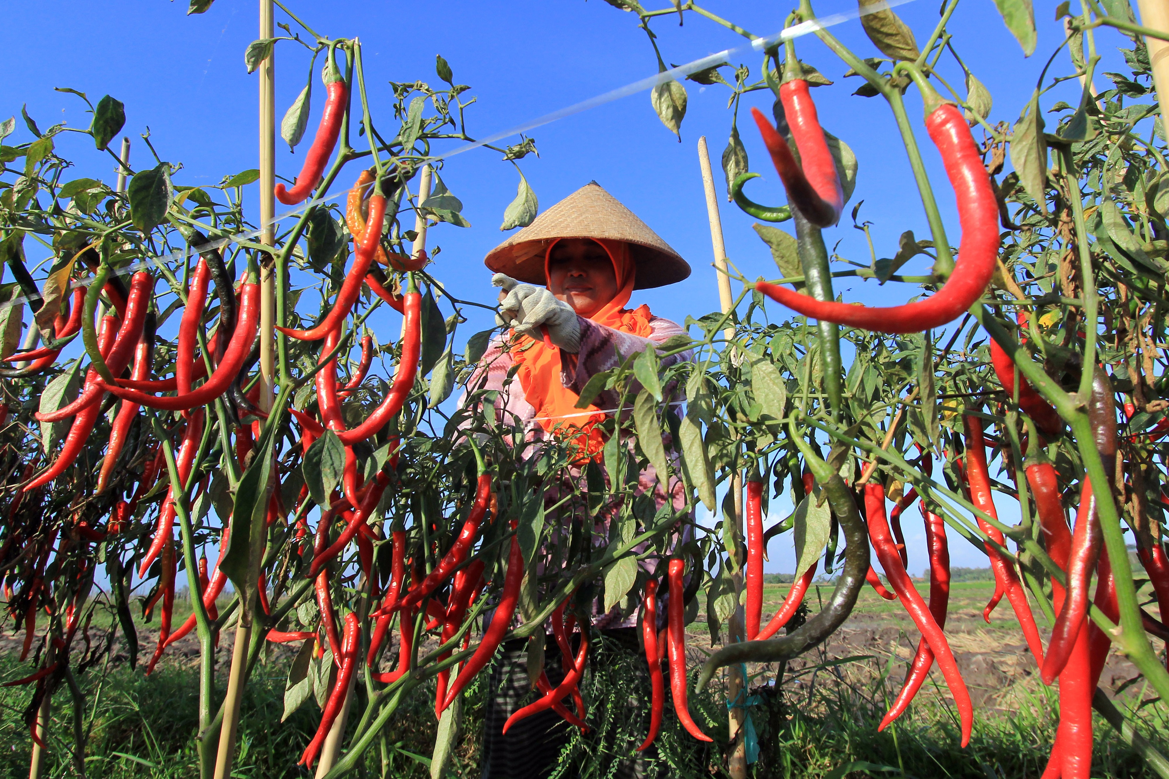 Petani memanen cabai di Blimbingsari, Banyuwangi, Jawa Timur, beberapa waktu lalu.
