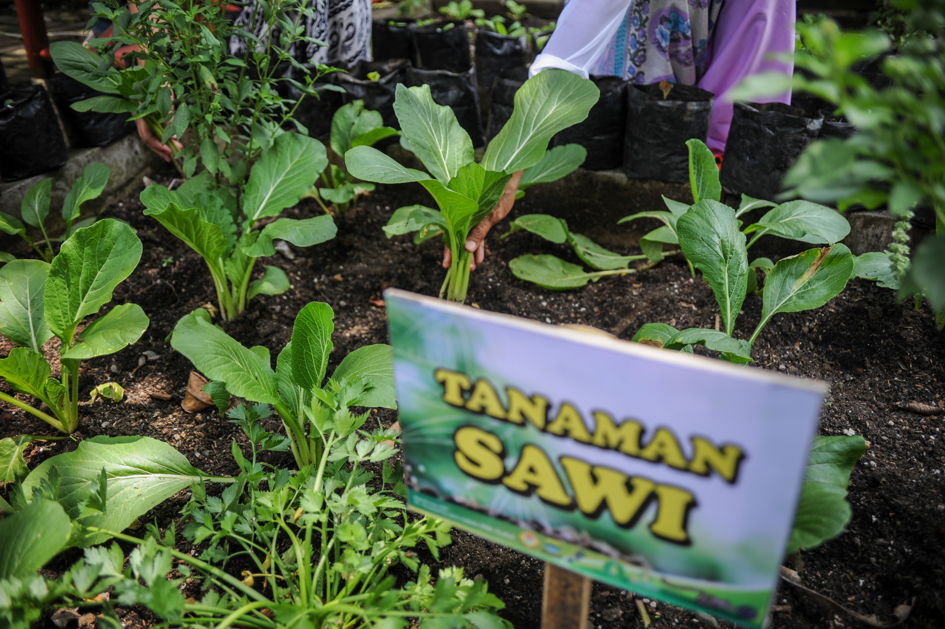 Warga memanen sawi untuk diolah menjadi makanan sehat dalam rangka Gerakan Peduli Stunting (Geulis) di Bandung, Kamis (4/3/2021)