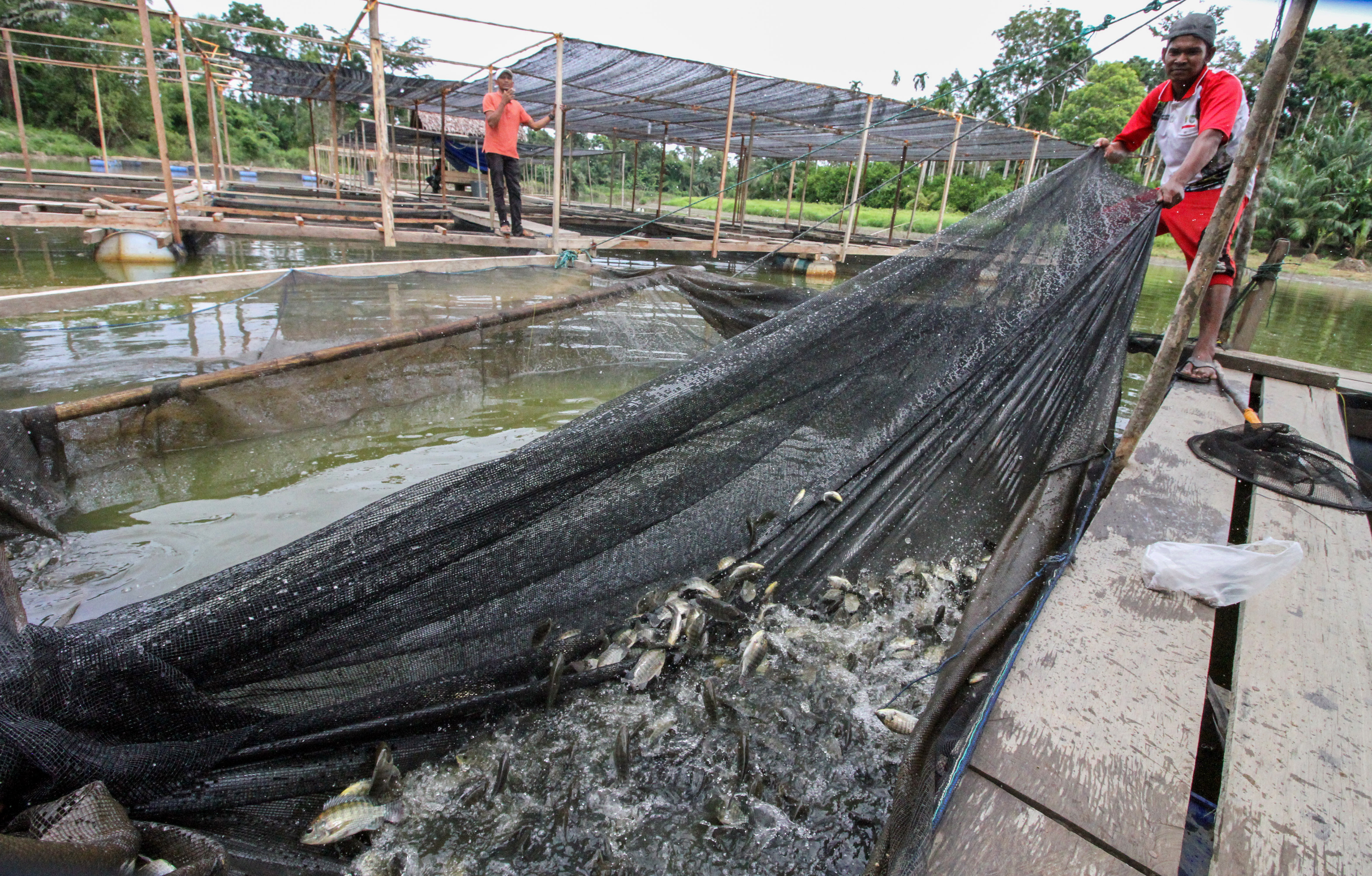 Ini Terobosan KKP untuk Dukung Perikanan Budidaya