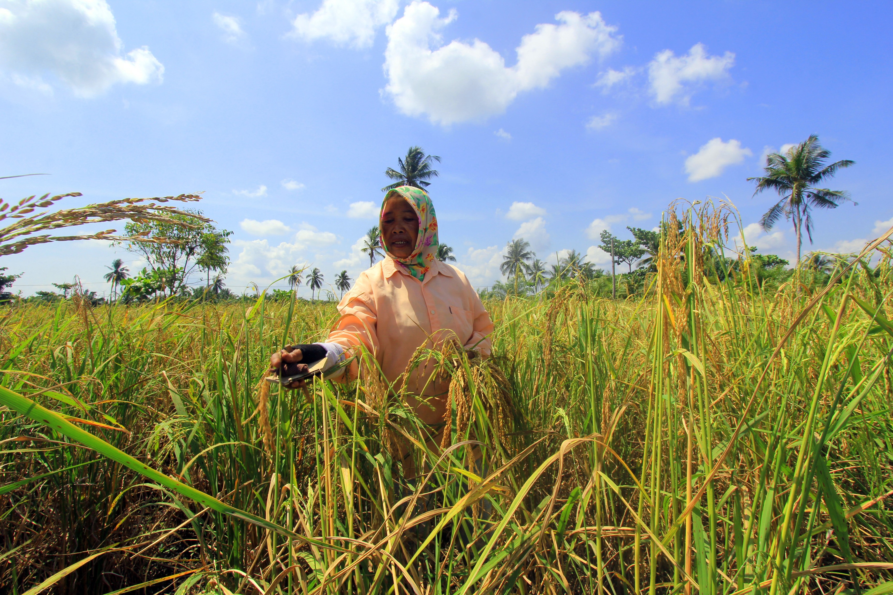 Seorang petani memanen padi pada lahan tadah hujan di Kecamatan Sinaboi, Rokan Hilir, Riau, Kamis (4/3).