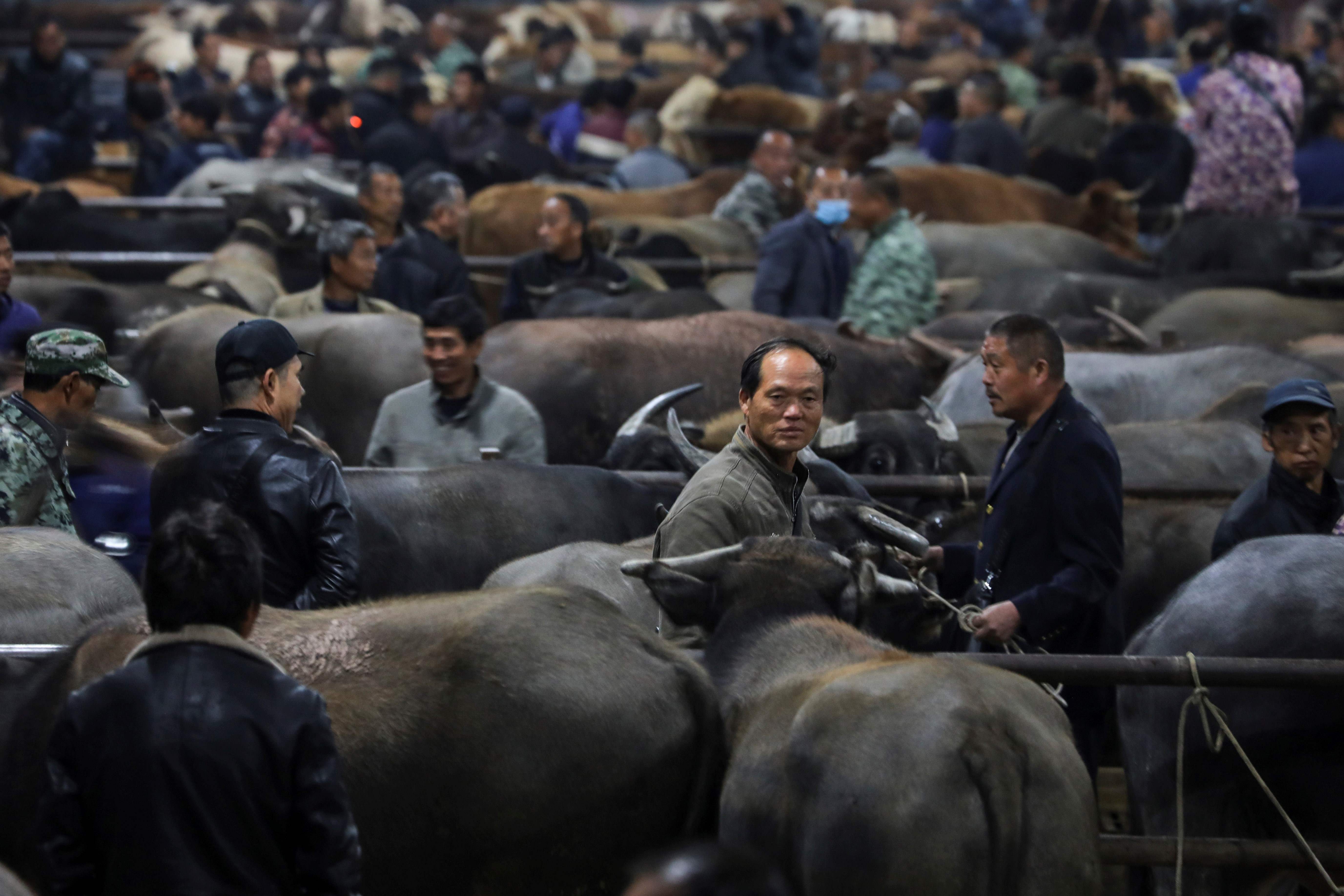 salah satu tempat penjualan hewan ternak di Tiongkok. Penelitian terbaru menyebut Makanan Menyumbang Sepertiga dari Emisi Global