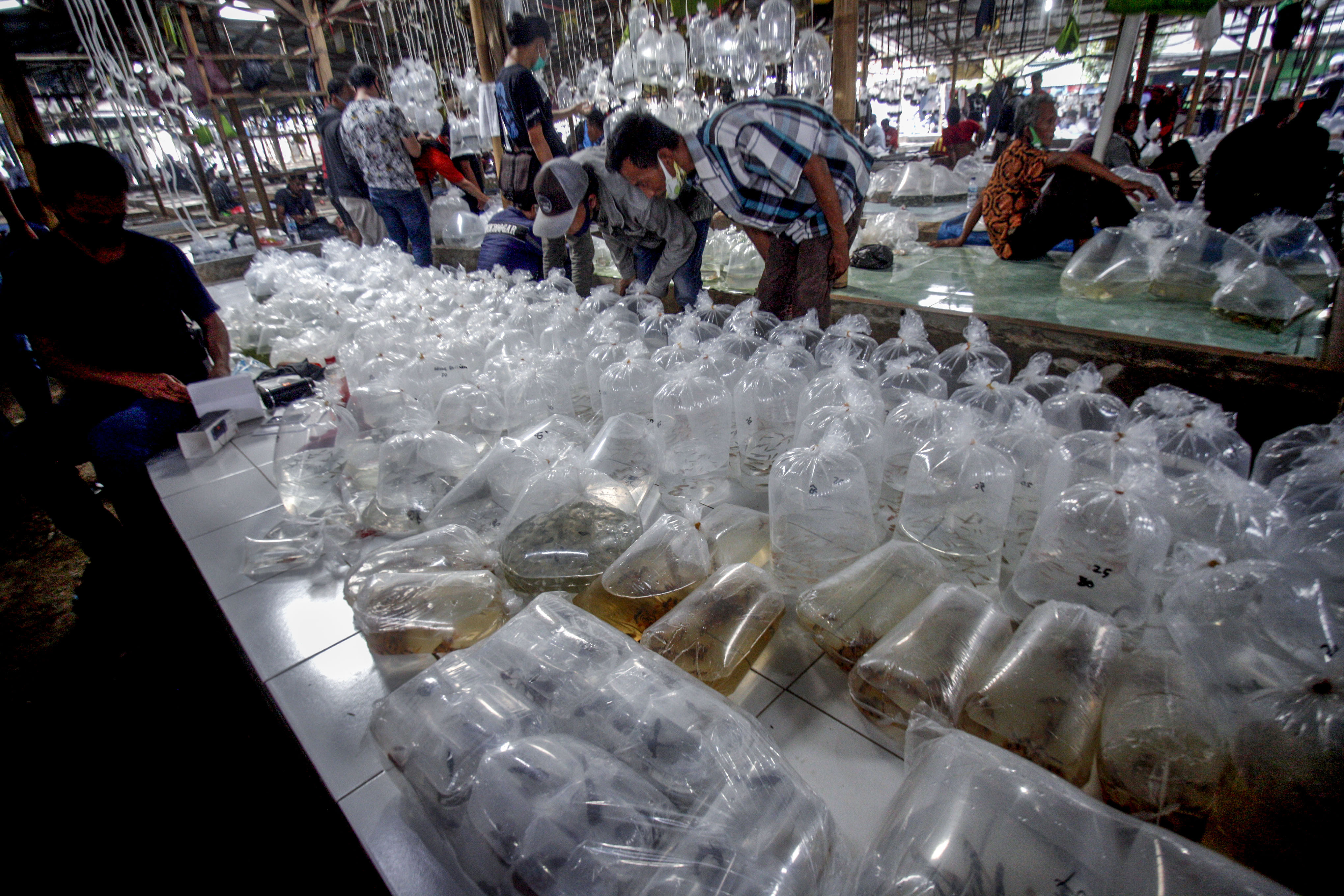 Pasar ikan hias di Parung, Bogor, Jawa Barat.yang dirintis Damo kini terkenal hingga mancanegara. 