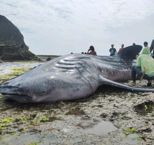 Hiu paus tutul (Rhincodon typus) terdampar di Laut Pantai Batununggul, Desa Cimanuk, Kecamatan Cikalong, Kabupaten Tasikmalaya, Rabu (3/3)