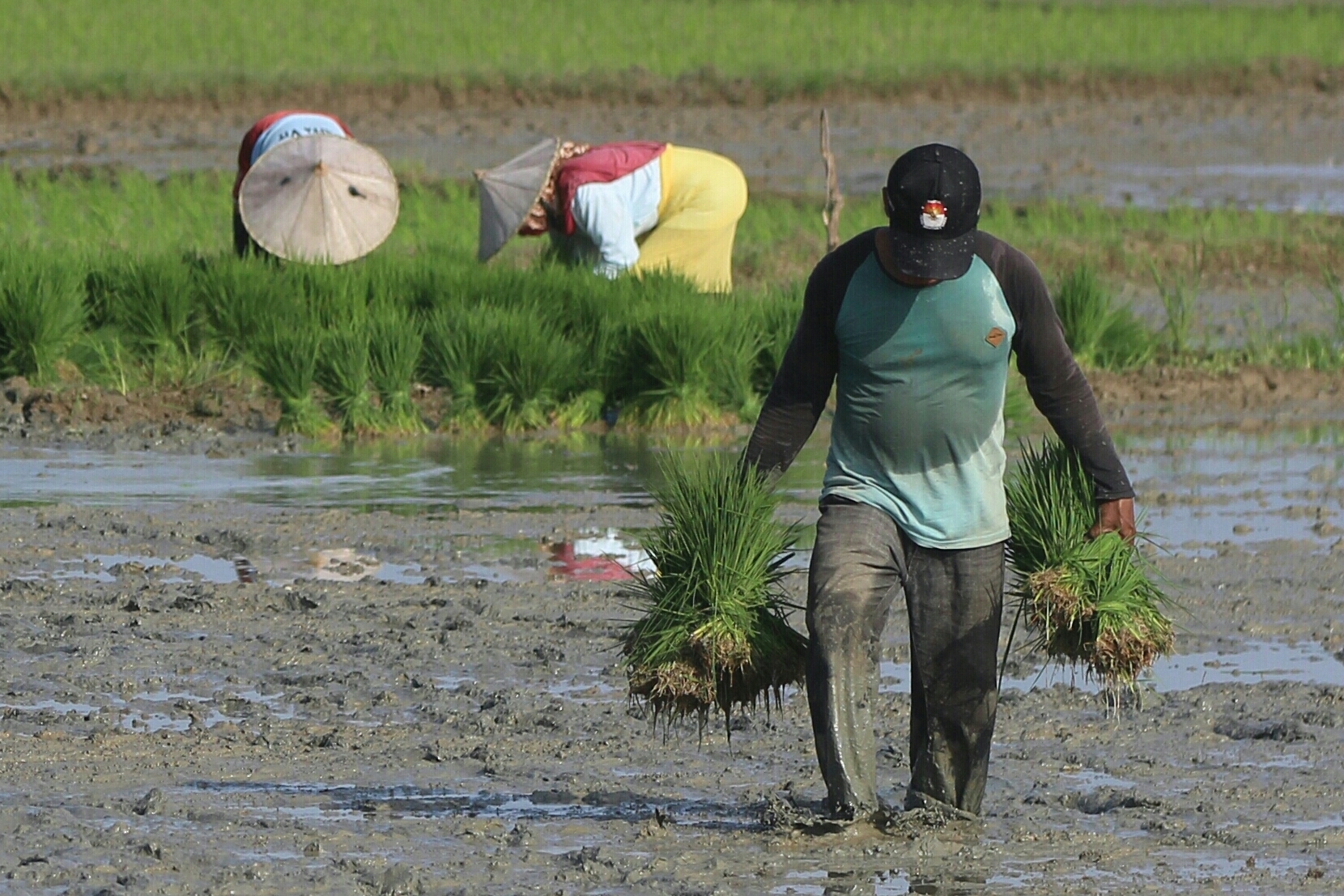 Aktivitas petani di kawasan Kemukiman Lhok Kaju, Kecamatan Indrajaya, Kabupaten Pidie, beberapa waktu lalu.