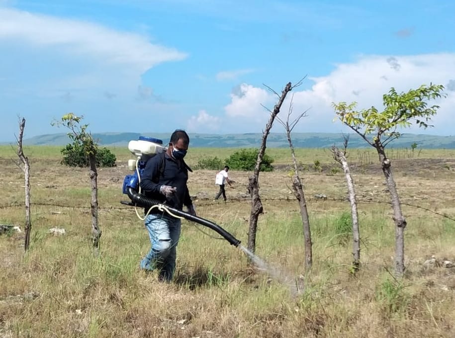 Kementan Kawal Sumba Tengah Kendalikan Belalang Kembara