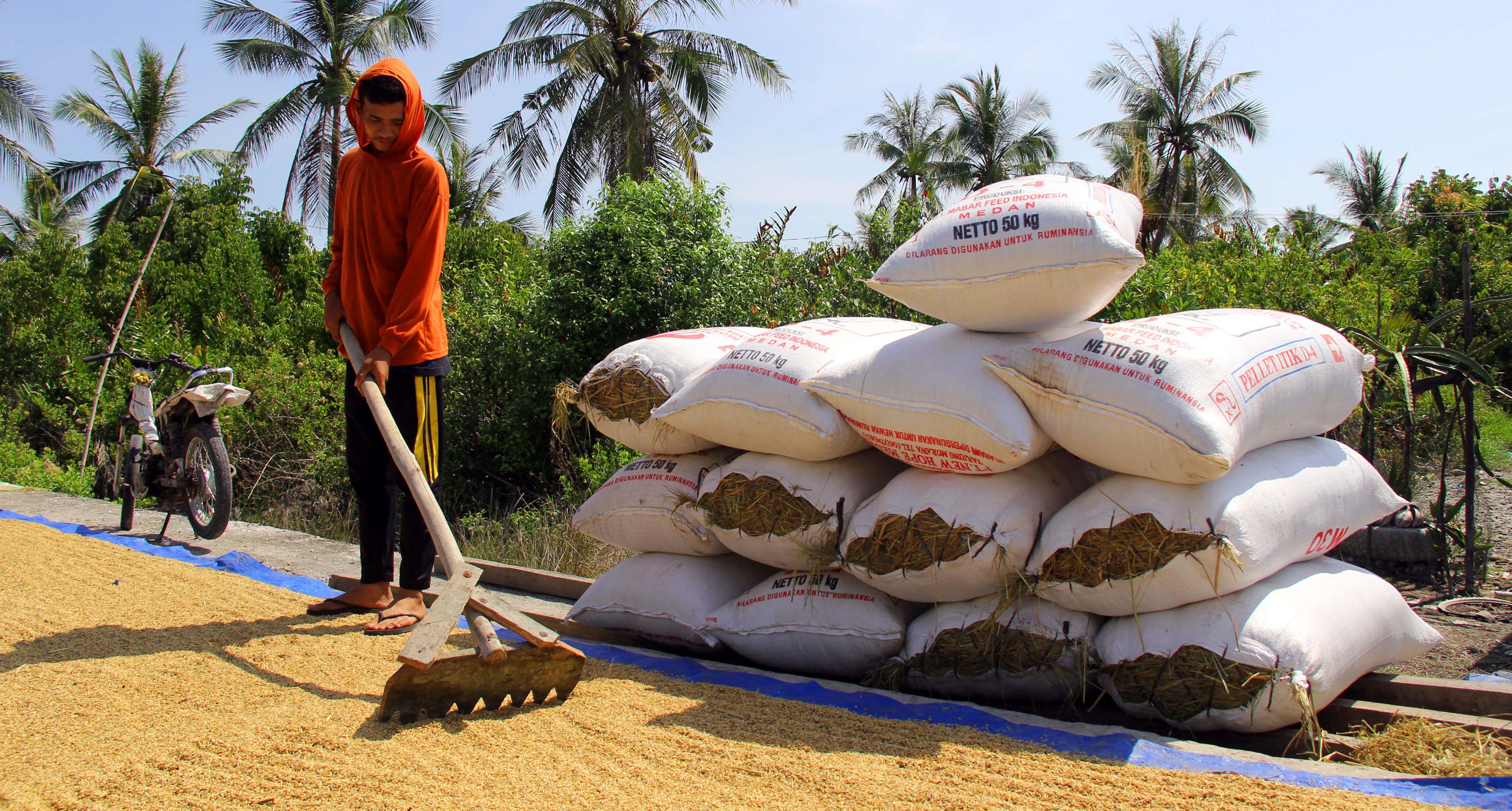 Indef Minta Bulog Serap Produksi Beras Hasil Petani Lebih Dulu