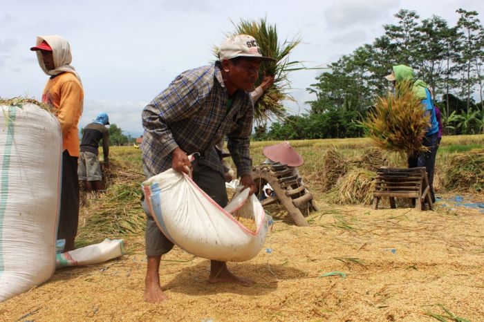 Petani merontokan gabah dari tanaman padi yang dipanen.  