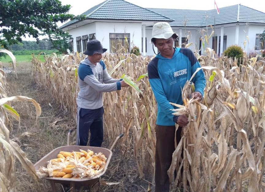 BPP Kostratani Sebangau Kuala, Kalimantan Tengah, melakukan panen jagung hibrida Varietas JH 37.
