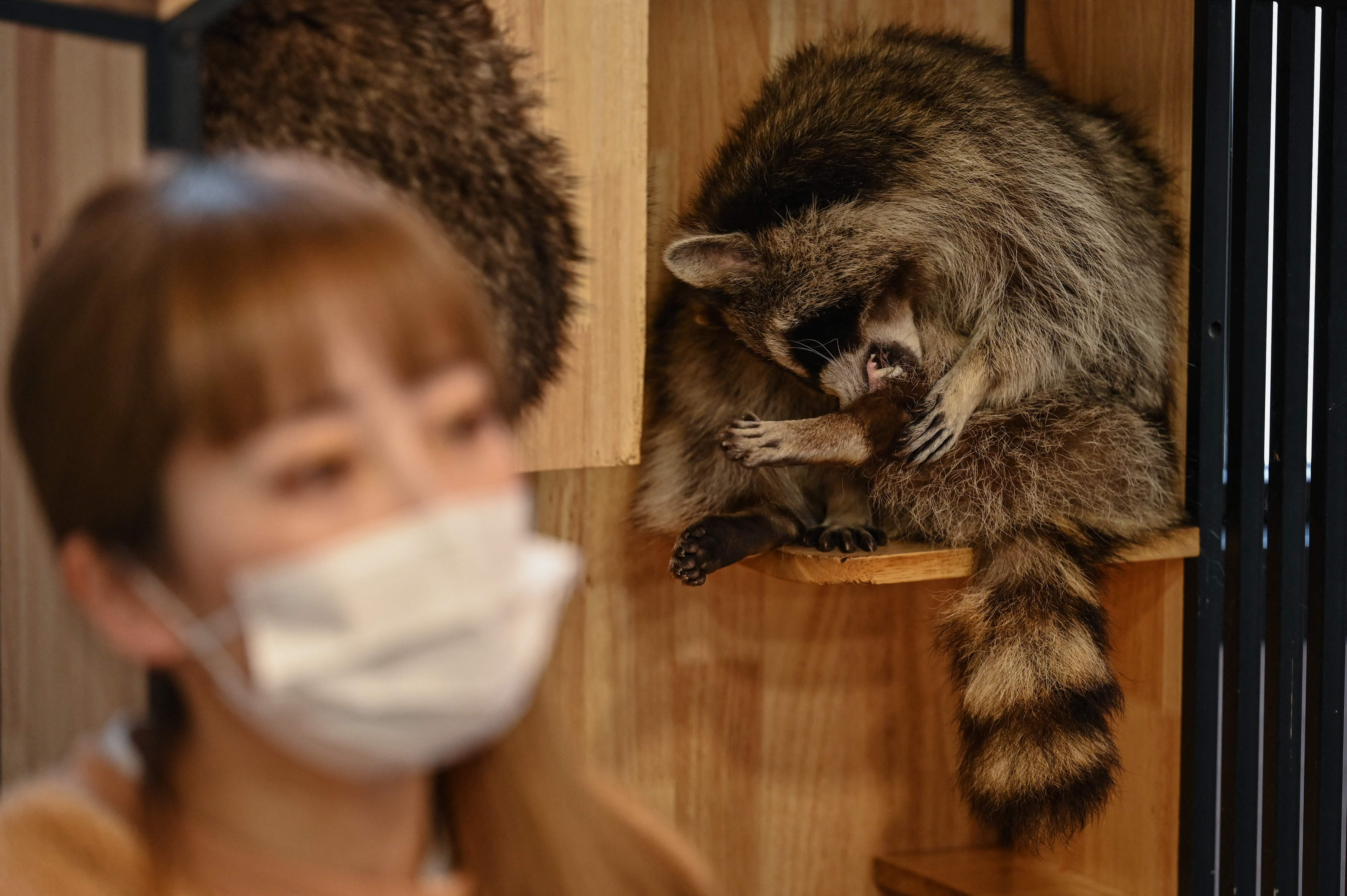 Seeokor rakun di sebuah kafe di Taiwan